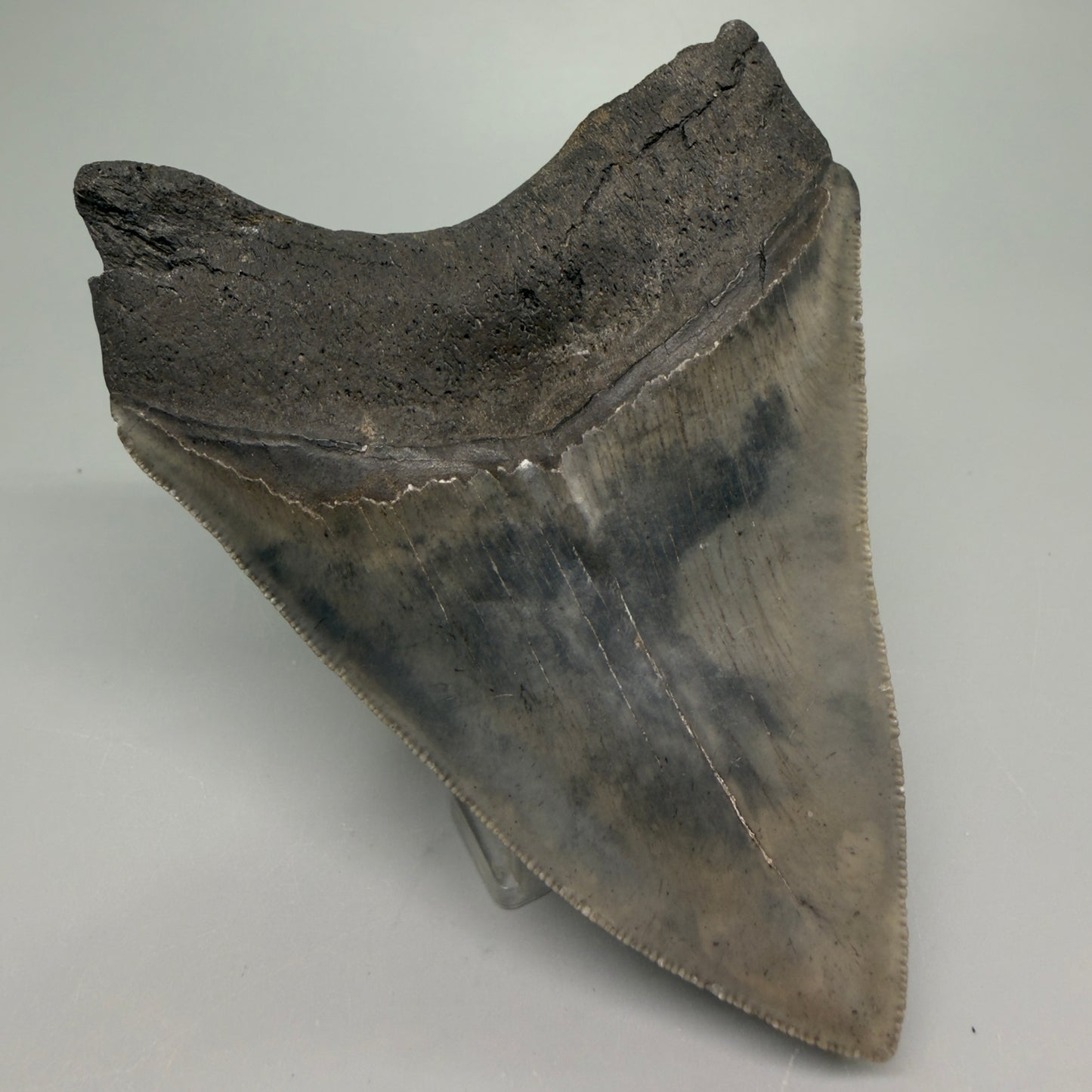 Back Left  View Authentic 4.04" Collector Megalodon Tooth from South Carolina – Very Colorful CM6255