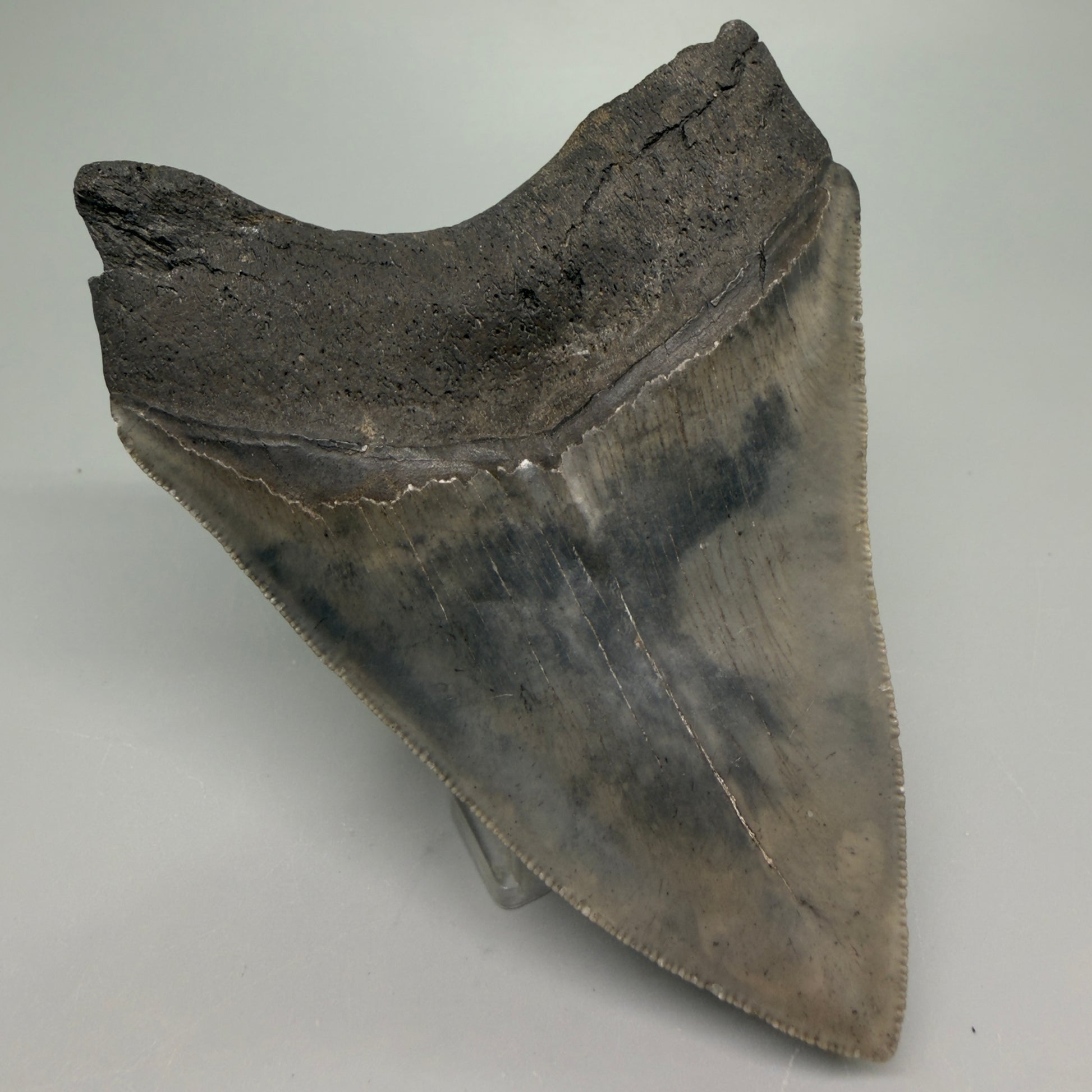 Back Left  View Authentic 4.04" Collector Megalodon Tooth from South Carolina – Very Colorful CM6255