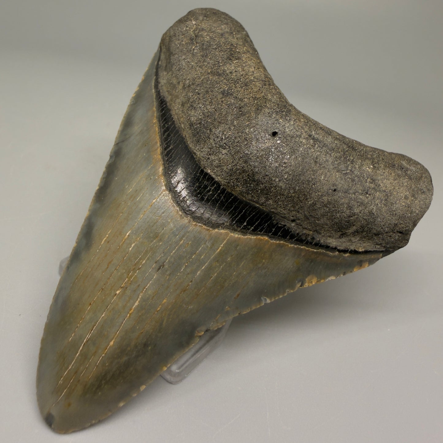 Front right view 3.33-inch authentic Megalodon tooth fossil from North Carolina, showing natural enamel and root detail CM5394 