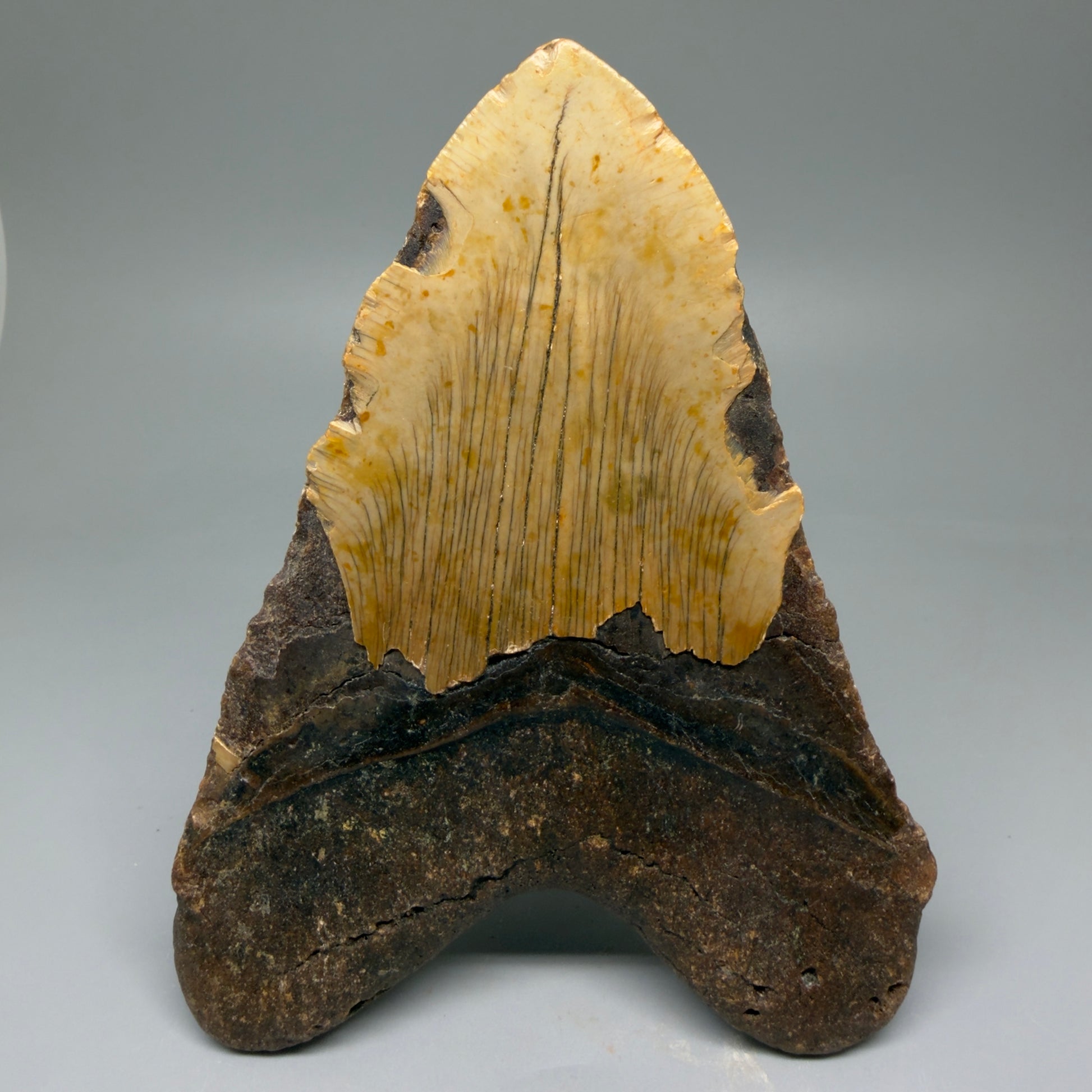 Back View HUGE 6.02" Fossil Megalodon Shark Tooth - Wilmington North Carolina CM5882
