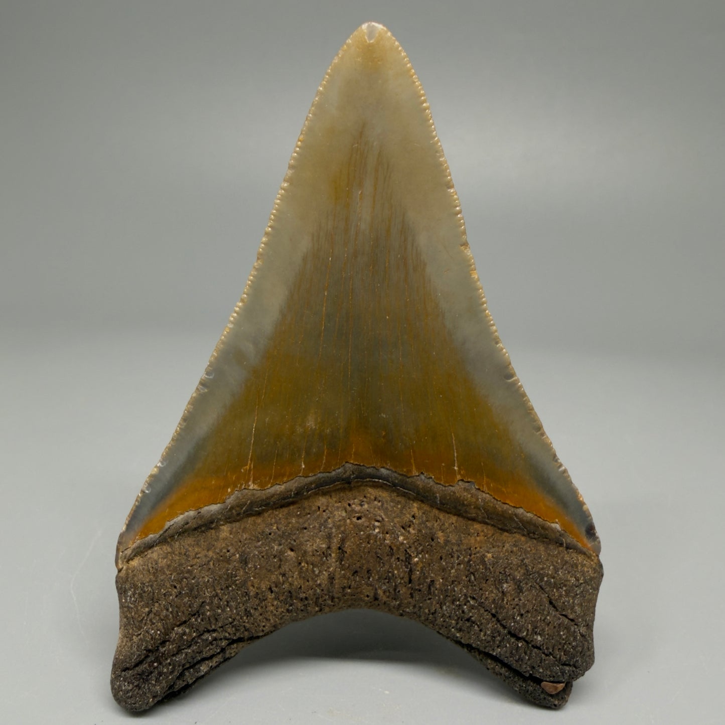 Back View 3.11″ Authentic Megalodon Tooth from Offshore North Carolina CM5393 
