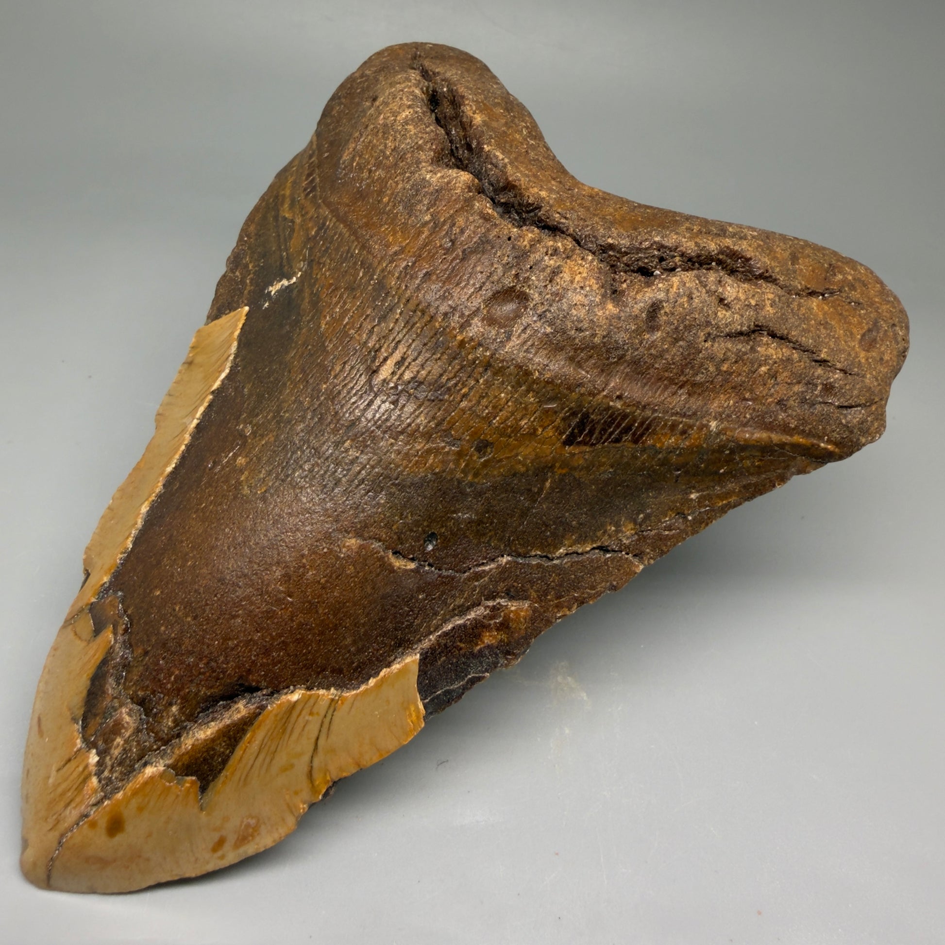 Front Right View HUGE 6.02" Fossil Megalodon Shark Tooth - Wilmington North Carolina CM5882