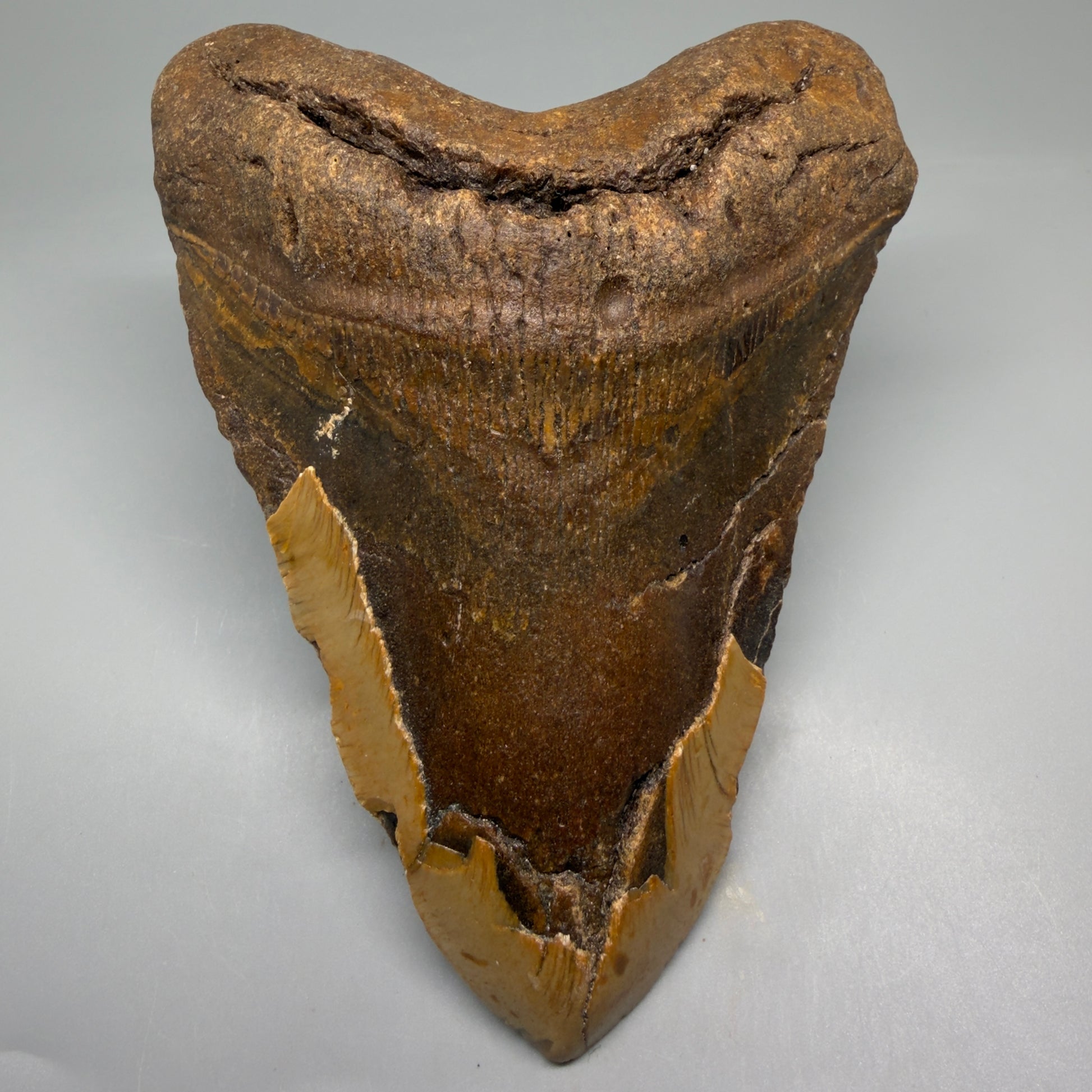 Front View HUGE 6.02" Fossil Megalodon Shark Tooth - Wilmington North Carolina CM5882 - 1