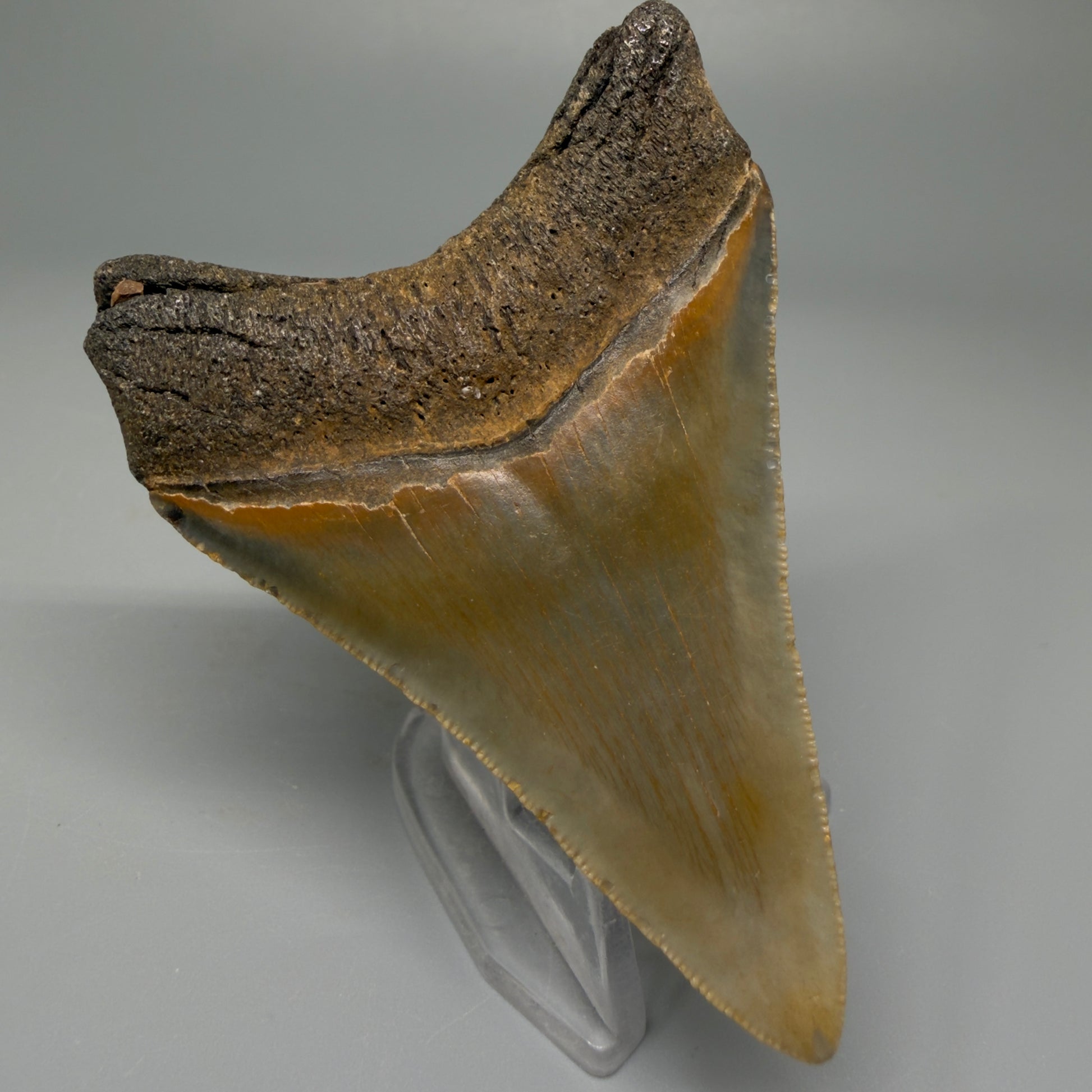 Back Left View 3.11″ Authentic Megalodon Tooth from Offshore North Carolina CM5393 