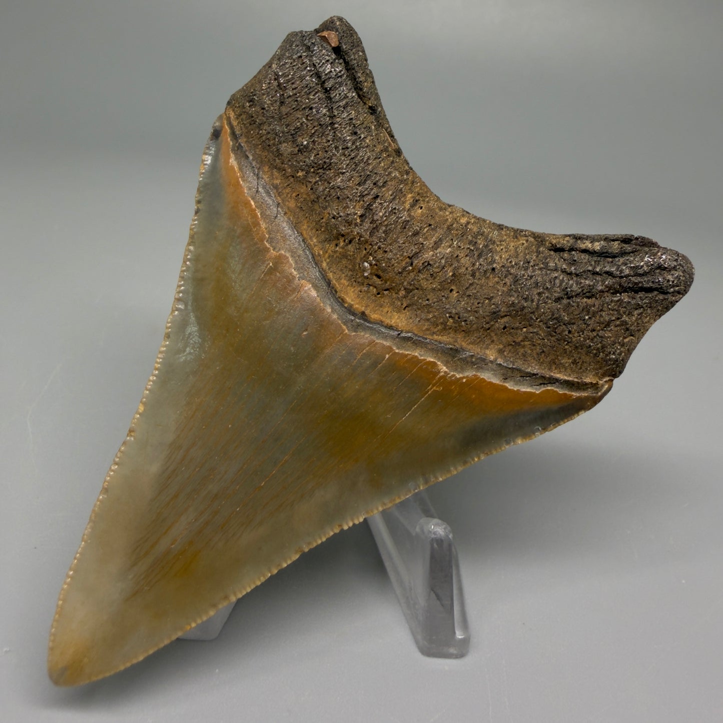 Back Right View 3.11″ Authentic Megalodon Tooth from Offshore North Carolina CM5393 