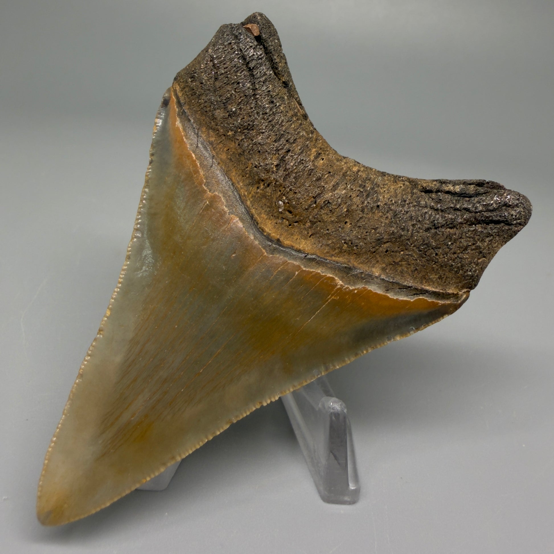 Back Right View 3.11″ Authentic Megalodon Tooth from Offshore North Carolina CM5393 