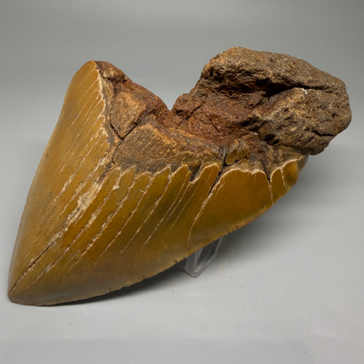 Front Right View 6.54" Authentic Megalodon Tooth – Extra Large Fossil from North Carolina | Collector Megalodon Teeth for Sale CM5883