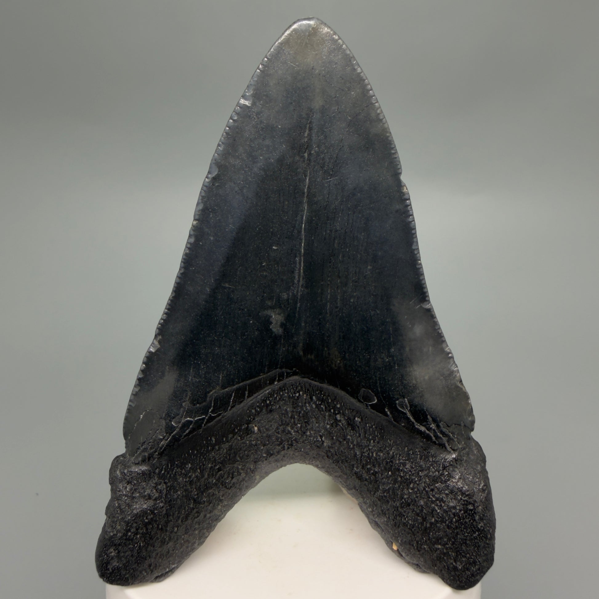 Back View Dark colors 4.16" Megalodon Tooth from South Carolina CM6256