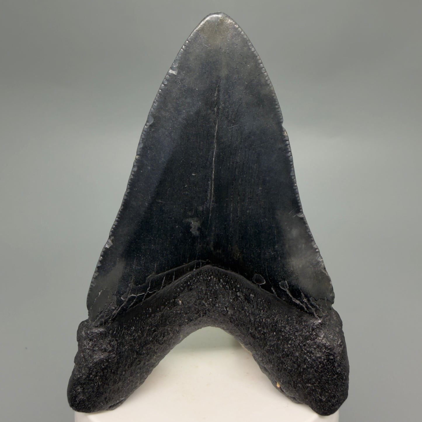 Back View Dark colors 3.66" Megalodon Tooth from South Carolina CM6253