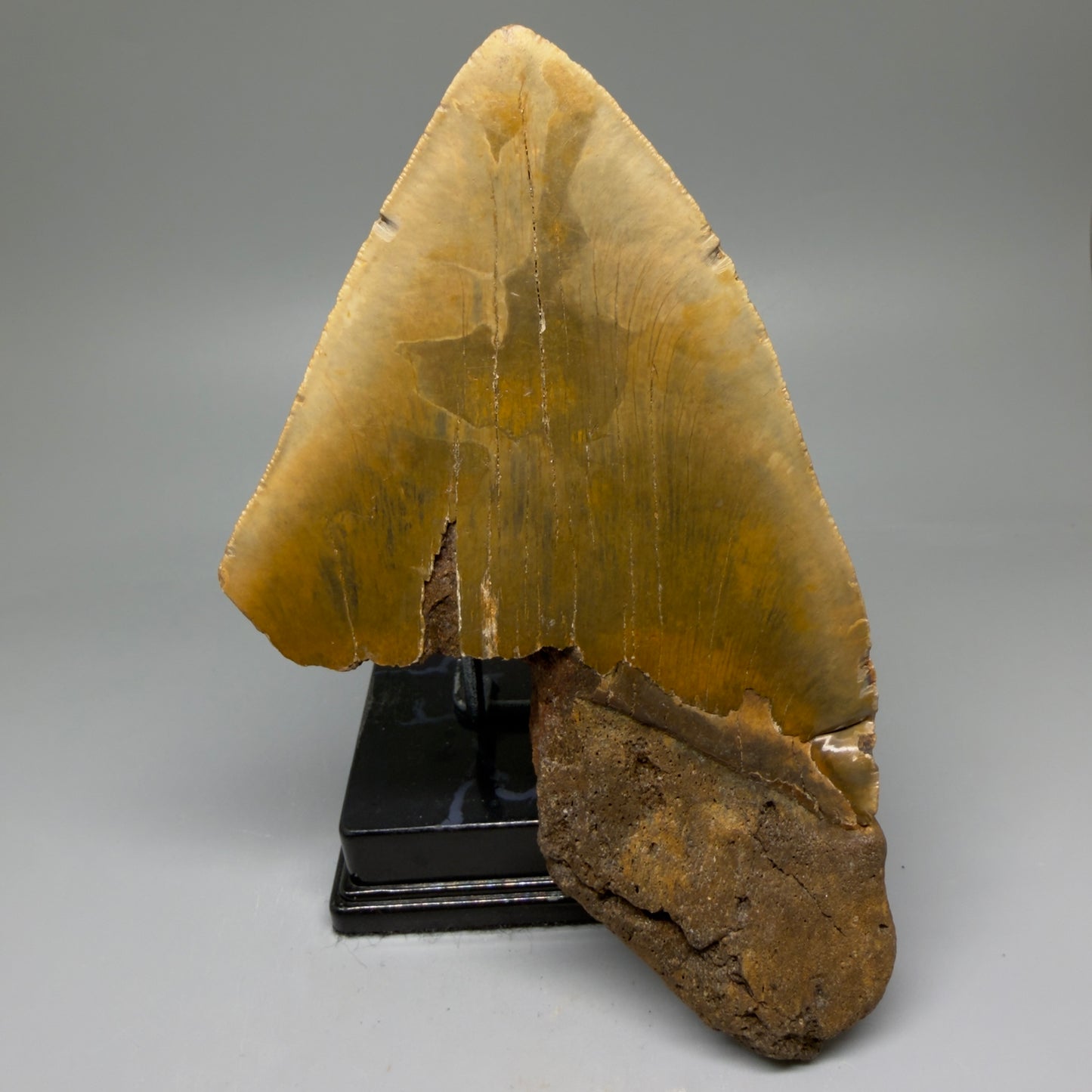 Back View 6.54" Authentic Megalodon Tooth – Extra Large Fossil from North Carolina | Collector Megalodon Teeth for Sale CM5883