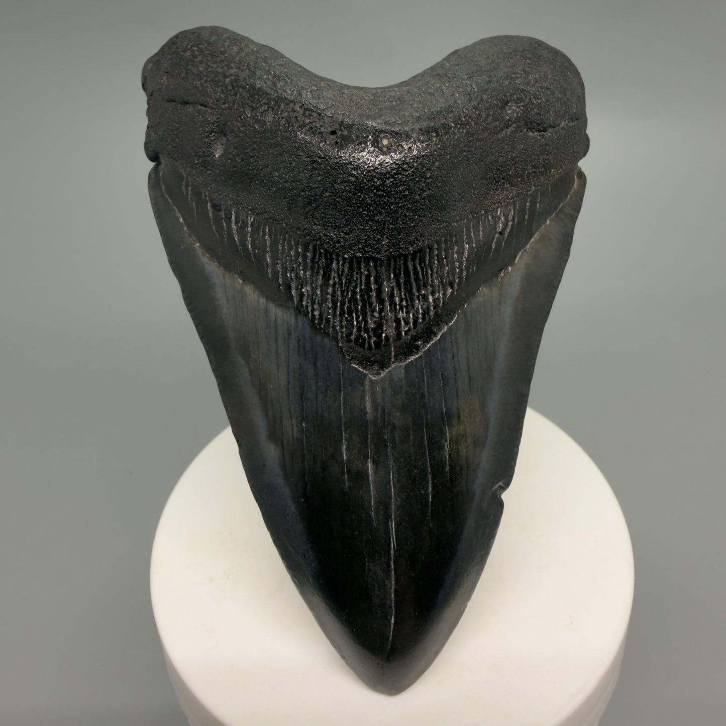 Front View Dark colors 3.66" Megalodon Tooth from South Carolina CM6253 - 1