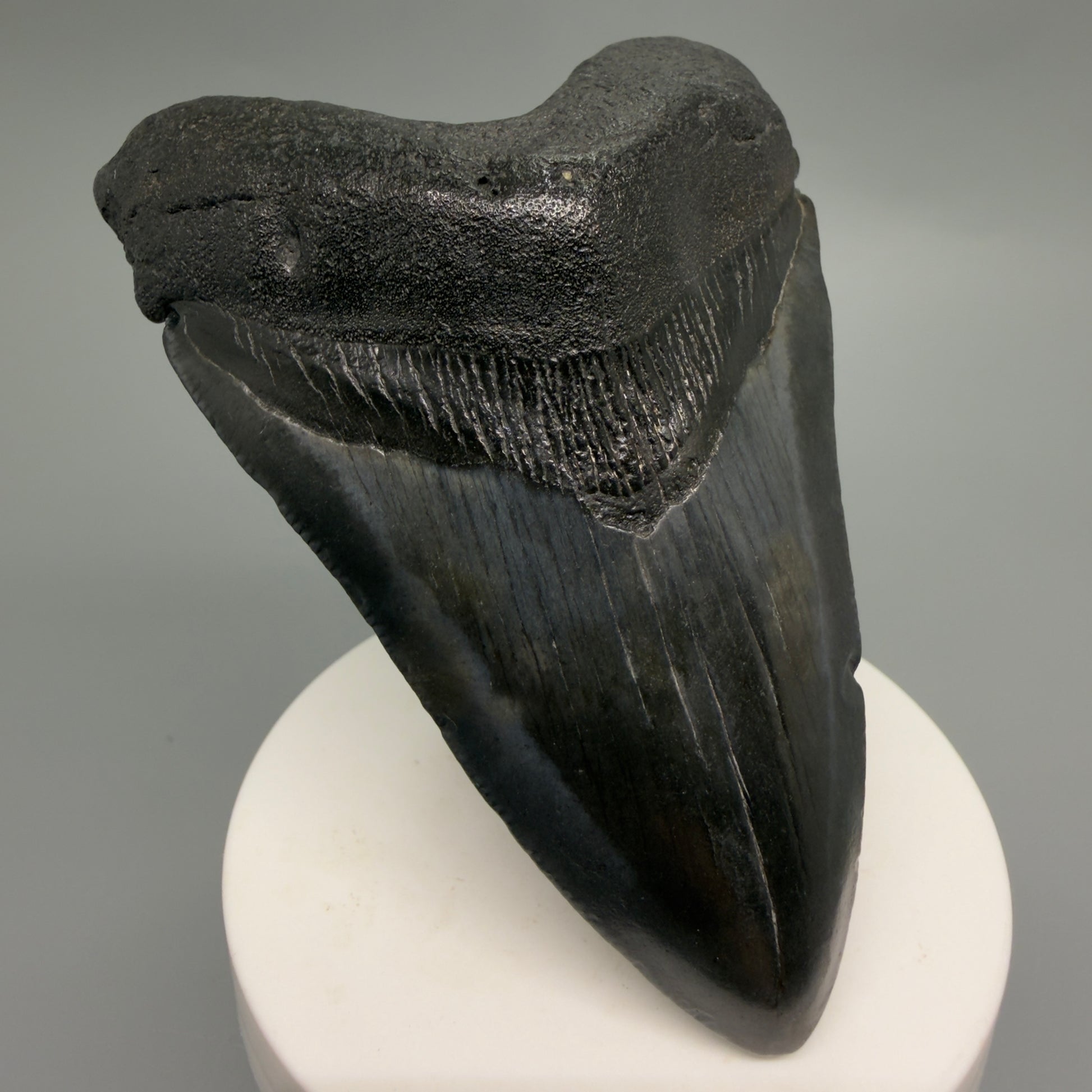 Front Left View Dark colors 4.16" Megalodon Tooth from South Carolina CM6256