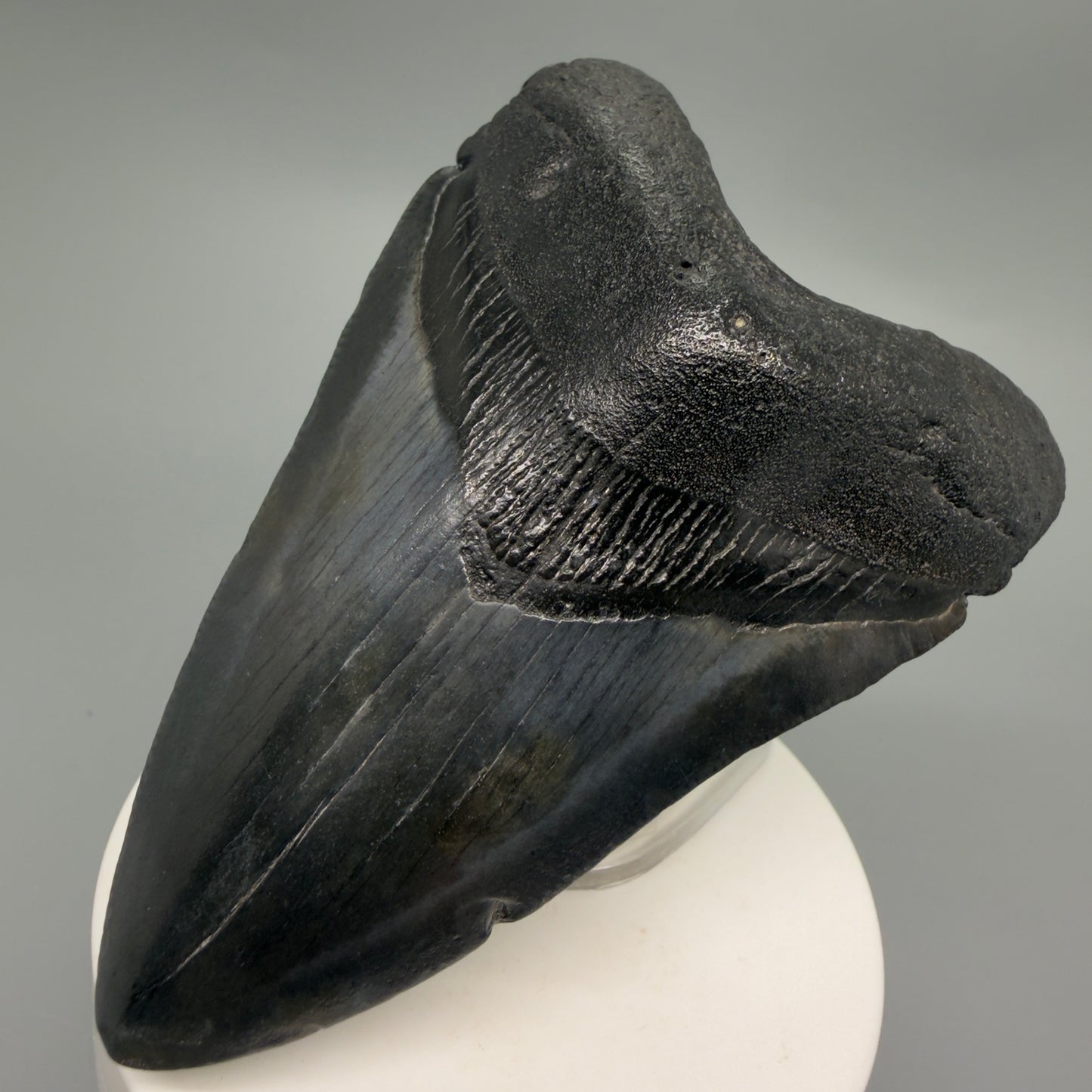 Front Right View Dark colors 3.66" Megalodon Tooth from South Carolina CM6253