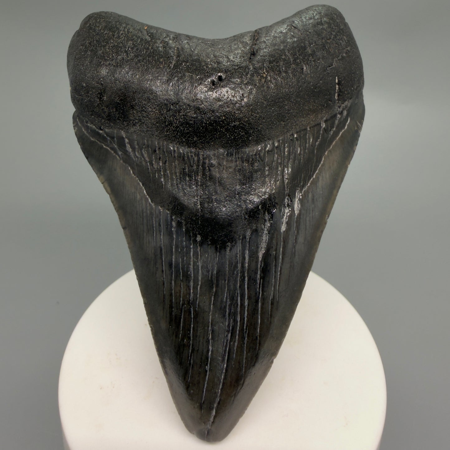 Front View Dark colors 3.73" Megalodon Tooth from South Carolina CM6252 - 1