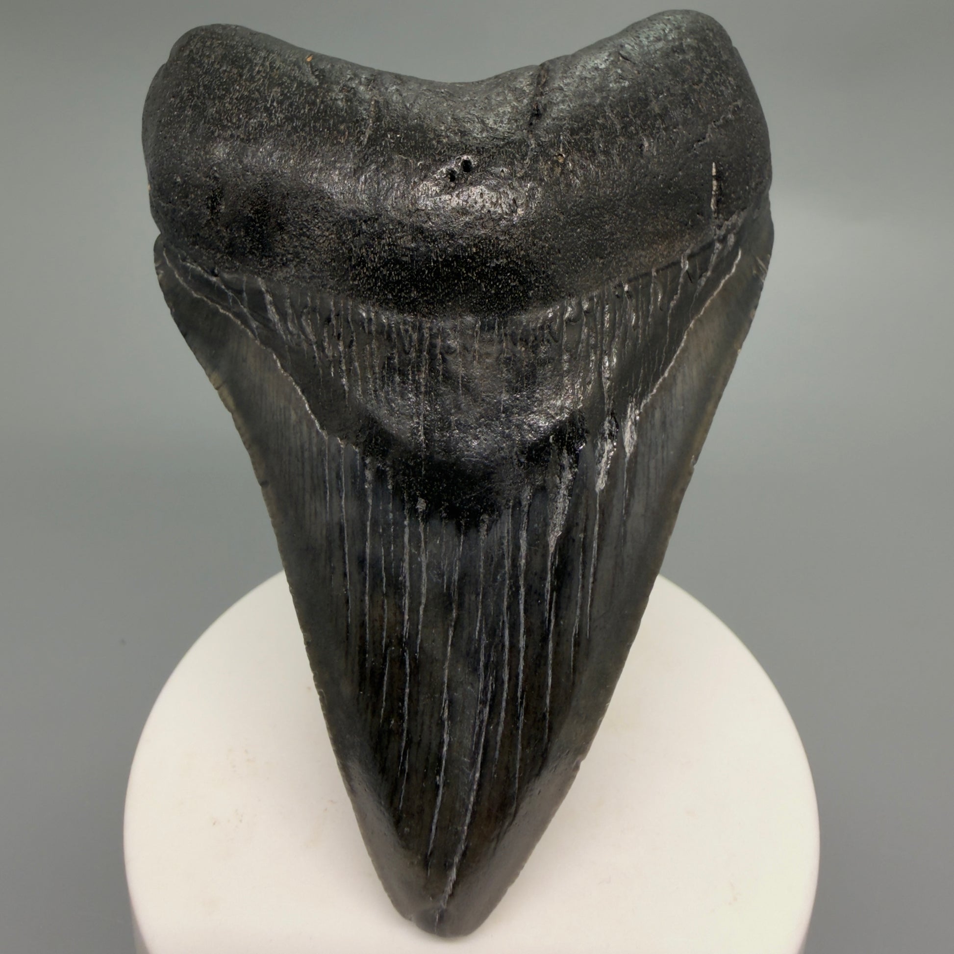 Front View Dark colors 3.73" Megalodon Tooth from South Carolina CM6252 - 1