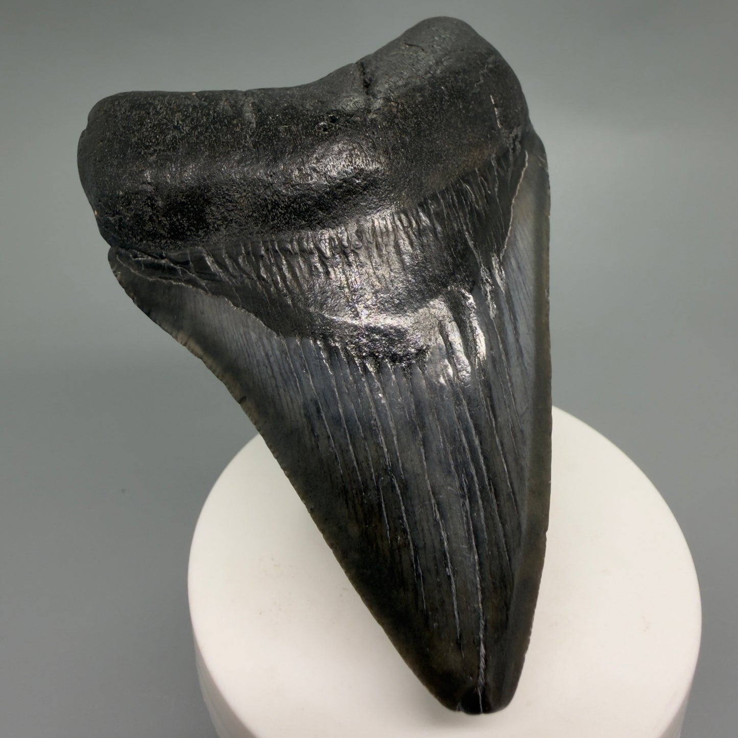Front Left View Dark colors 3.73" Megalodon Tooth from South Carolina CM6252