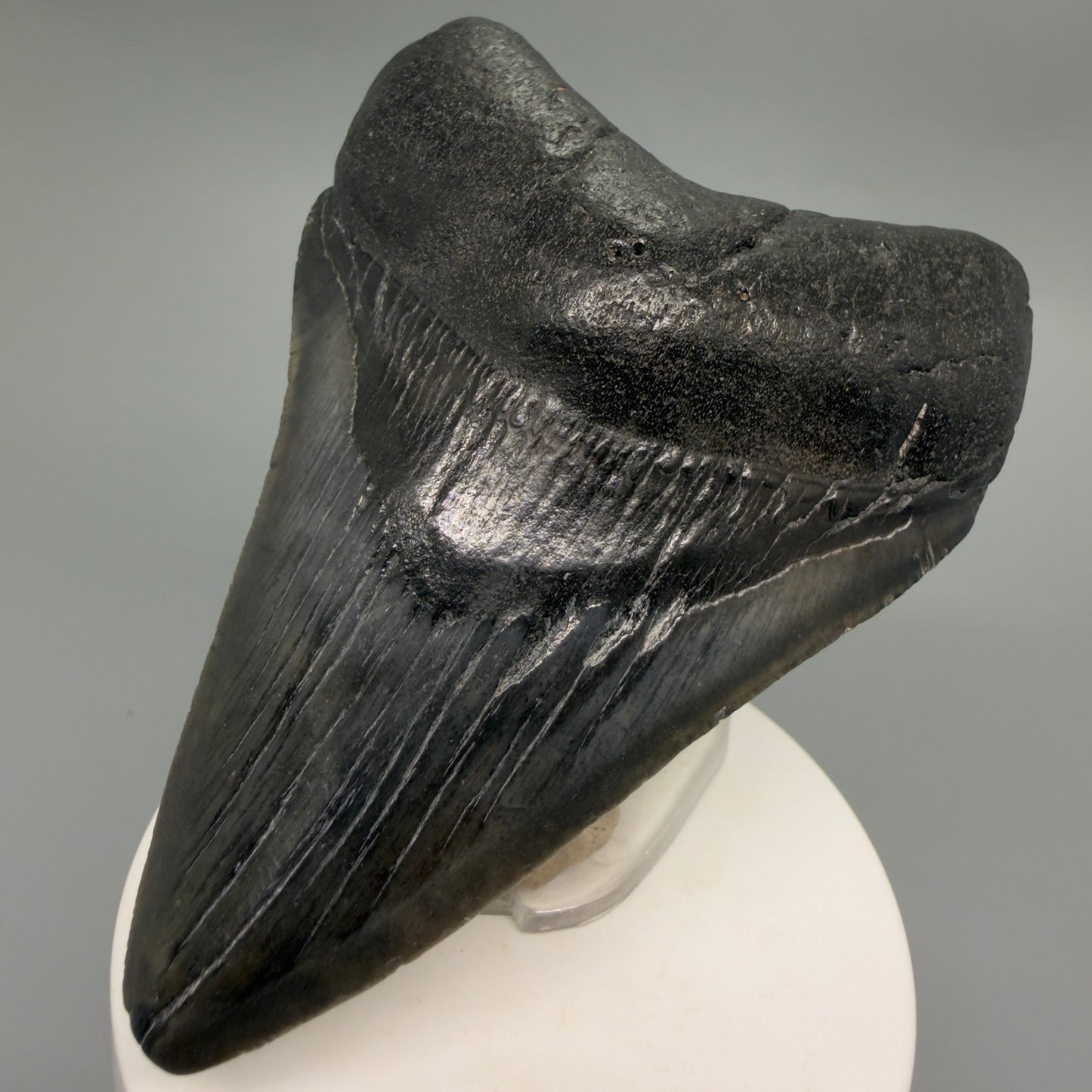 Front Right View Dark colors 3.73" Megalodon Tooth from South Carolina CM6252