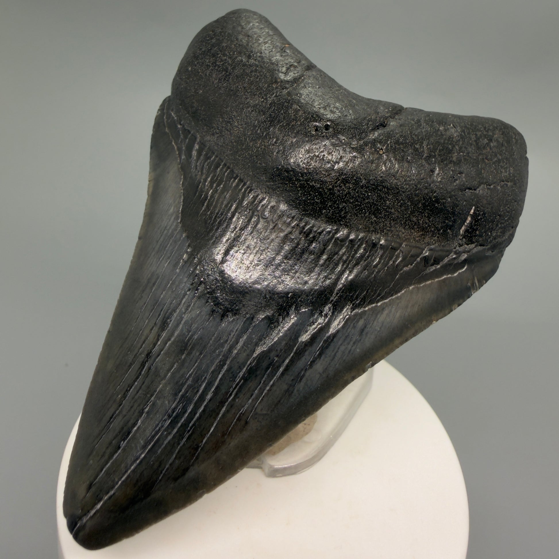 Front Right View Dark colors 3.73" Megalodon Tooth from South Carolina CM6252