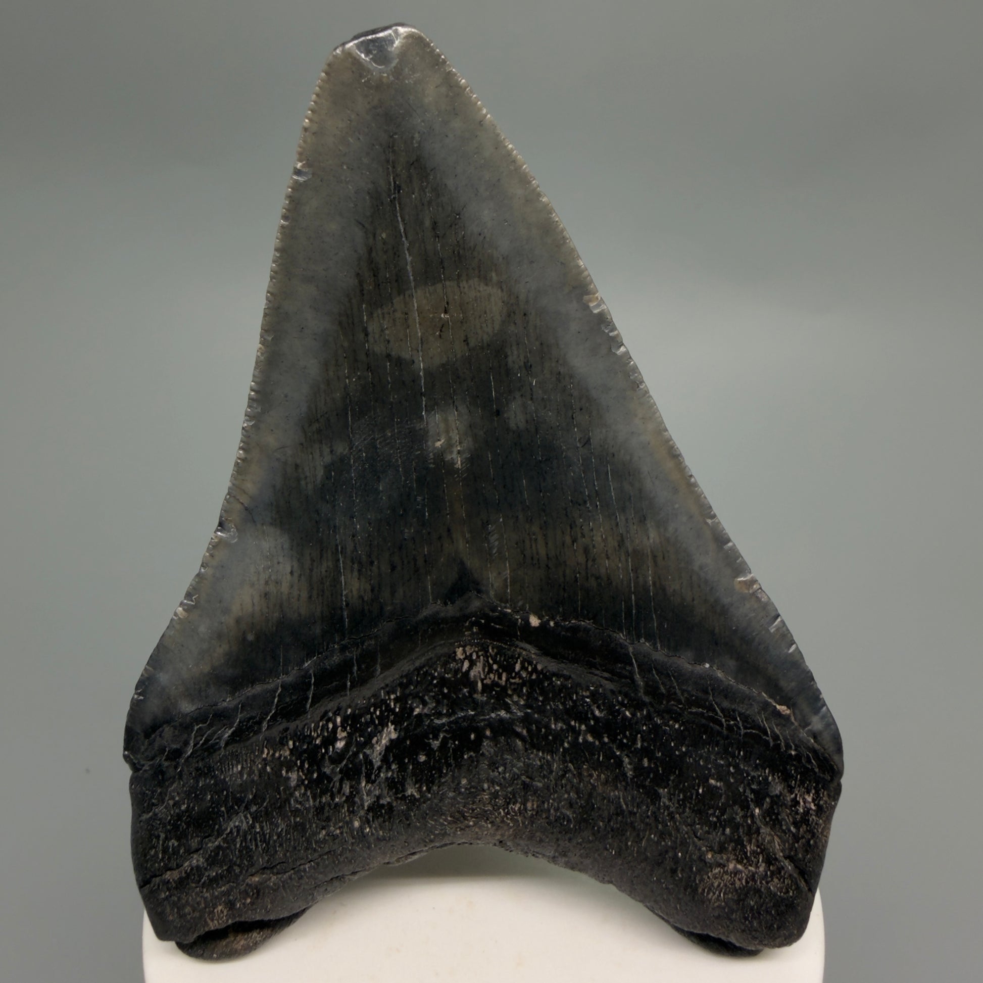 Back View Dark colors 3.73" Megalodon Tooth from South Carolina CM6252
