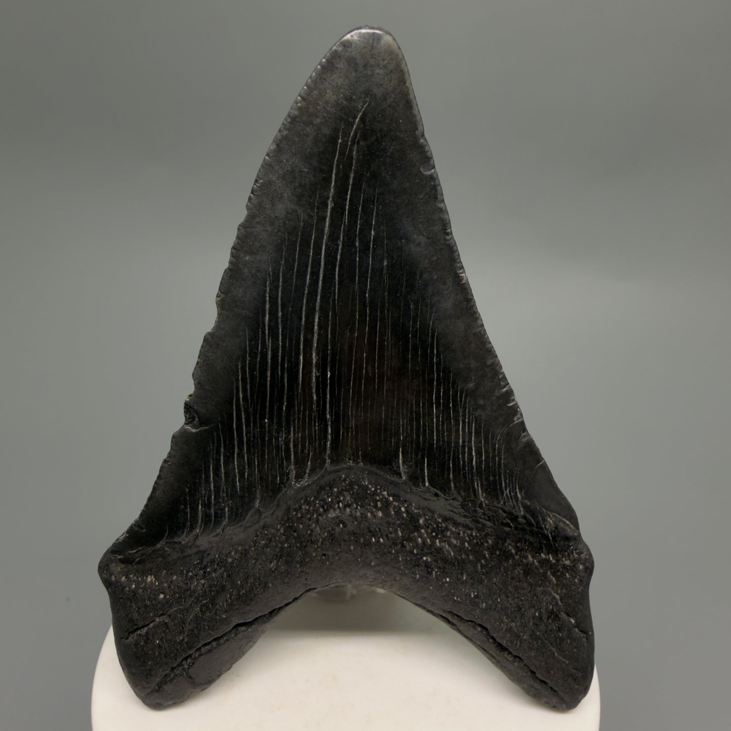 Back View Dark colors 3.58" Megalodon Tooth from South Carolina CM6251