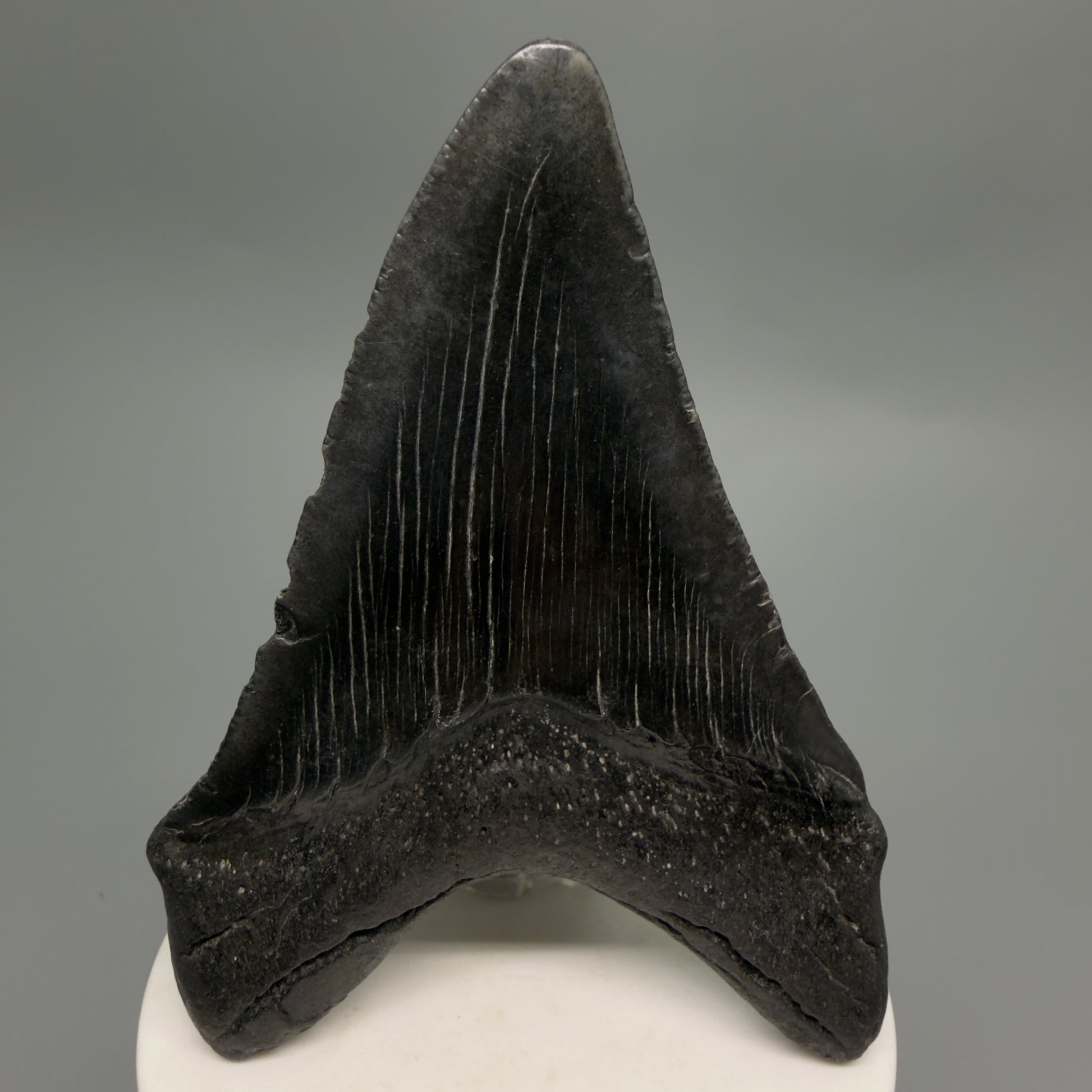 Back View Dark colors 3.58" Megalodon Tooth from South Carolina CM6251