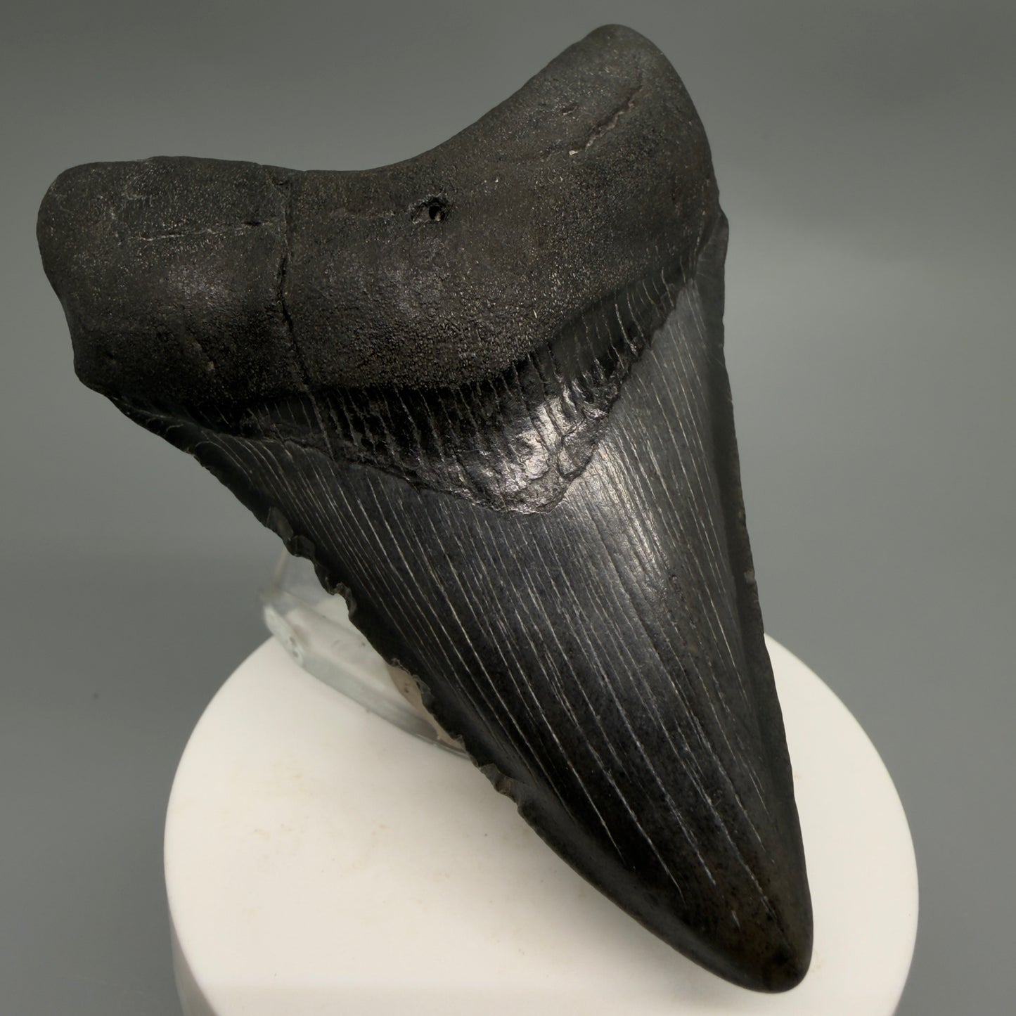 Front Left View Dark colors 3.58" Megalodon Tooth from South Carolina CM6251