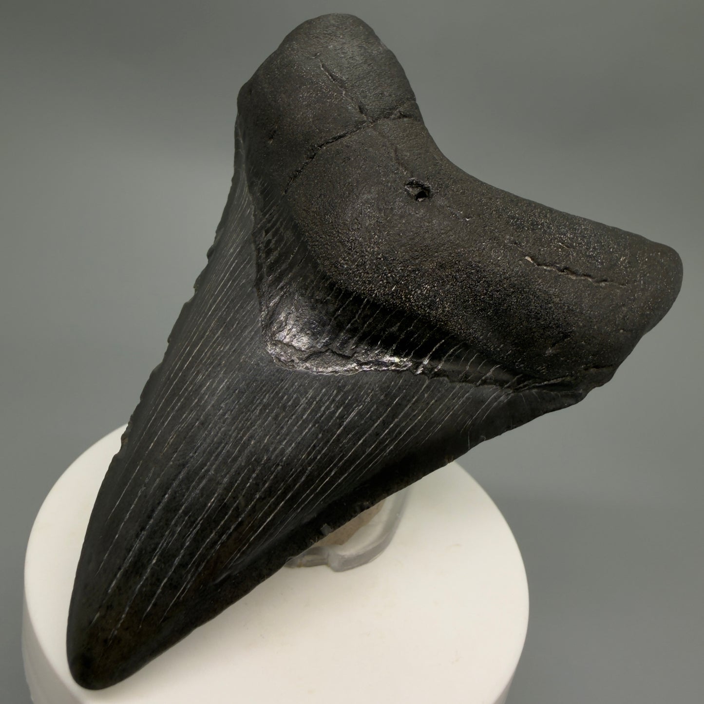 Front Right View Dark colors 3.58" Megalodon Tooth from South Carolina CM6251