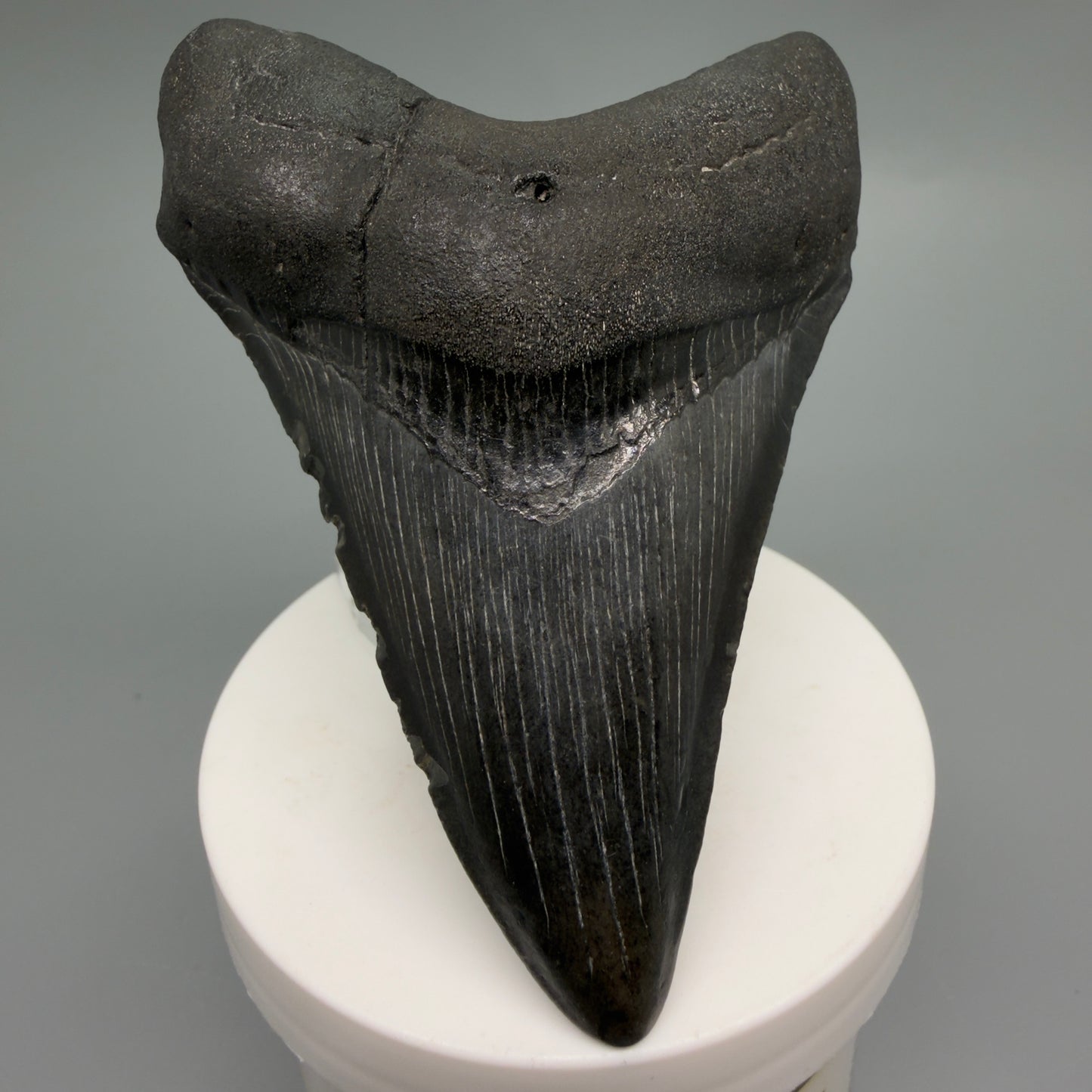 Front View Dark colors 3.58" Megalodon Tooth from South Carolina CM6251 - 1