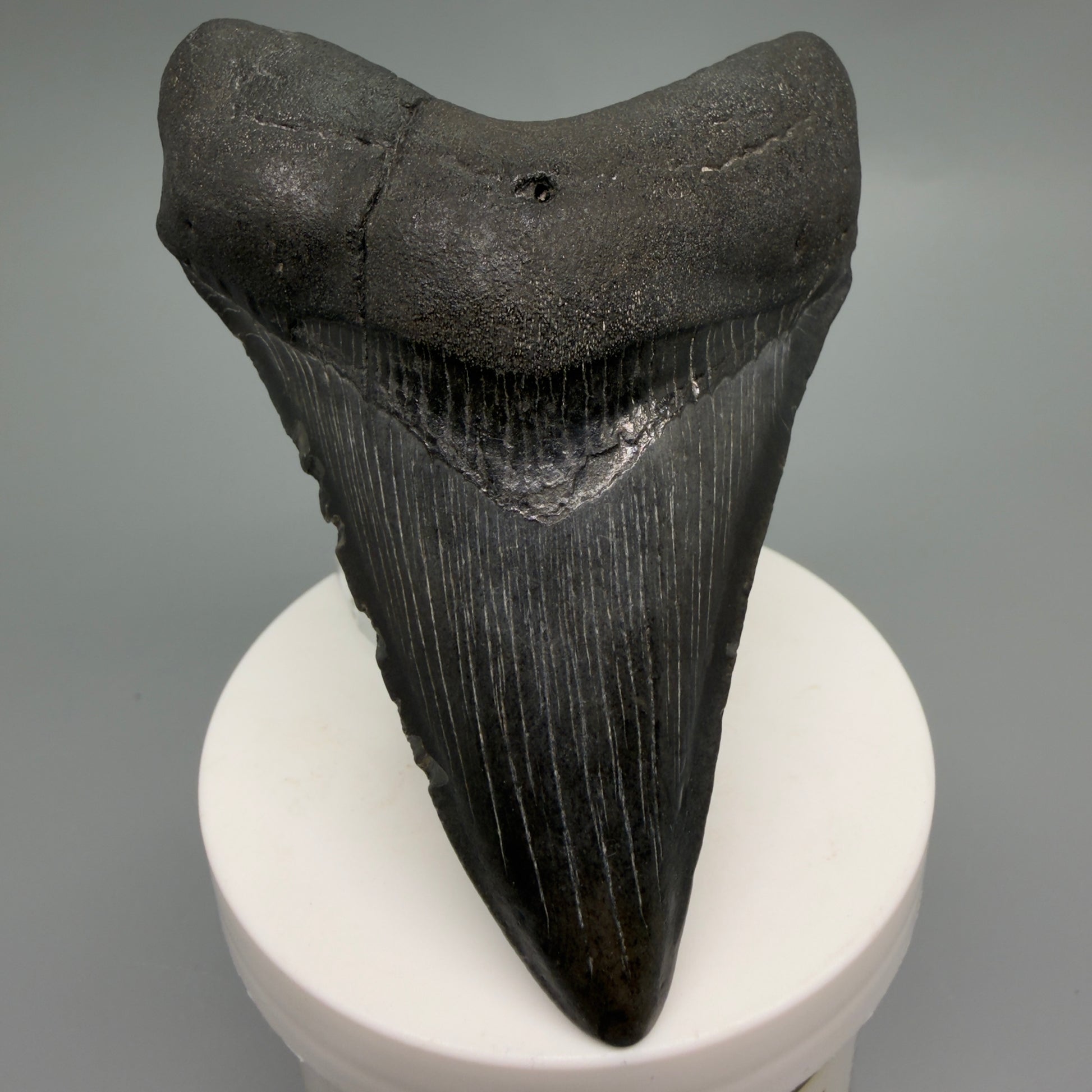 Front View Dark colors 3.58" Megalodon Tooth from South Carolina CM6251 - 1