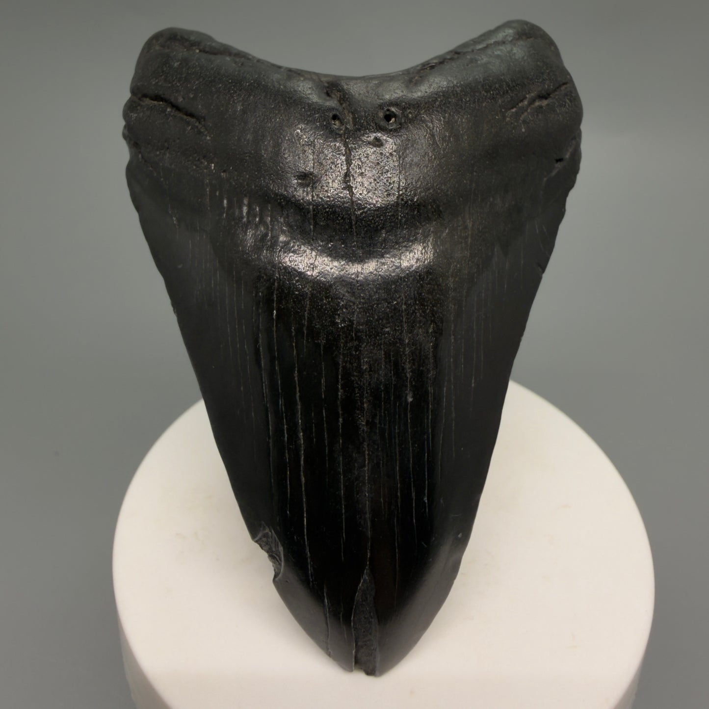 Front View Dark colors 3.28" Megalodon Tooth from South Carolina CM6249 - 1