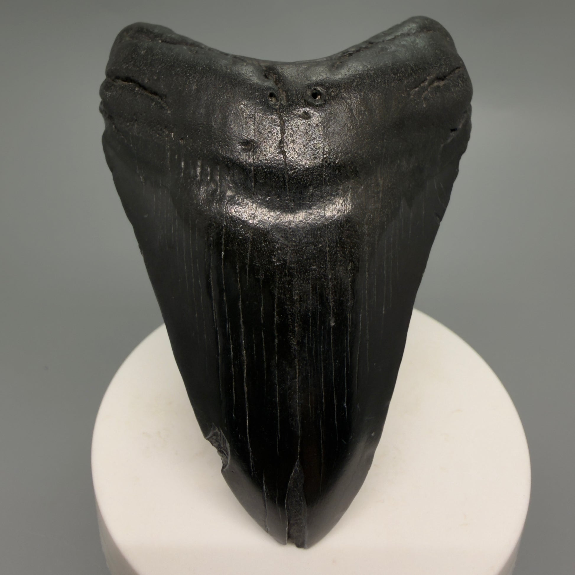 Front View Dark colors 3.28" Megalodon Tooth from South Carolina CM6249 - 1