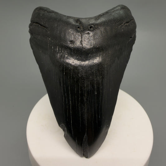 Front View Dark colors 3.28" Megalodon Tooth from South Carolina CM6249 - 1