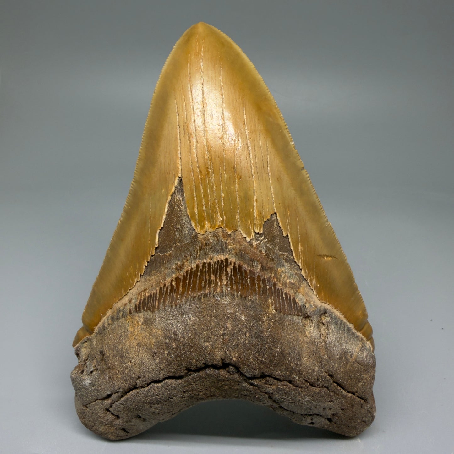 Front View LARGE, serrated 5.46" Fossil Megalodon Tooth - Wilmington North Carolina CM5885 - 2