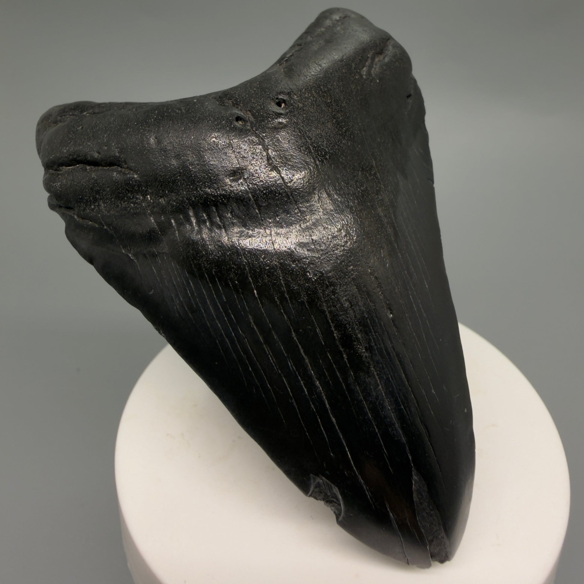 Front Left View Dark colors 3.28" Megalodon Tooth from South Carolina CM6249