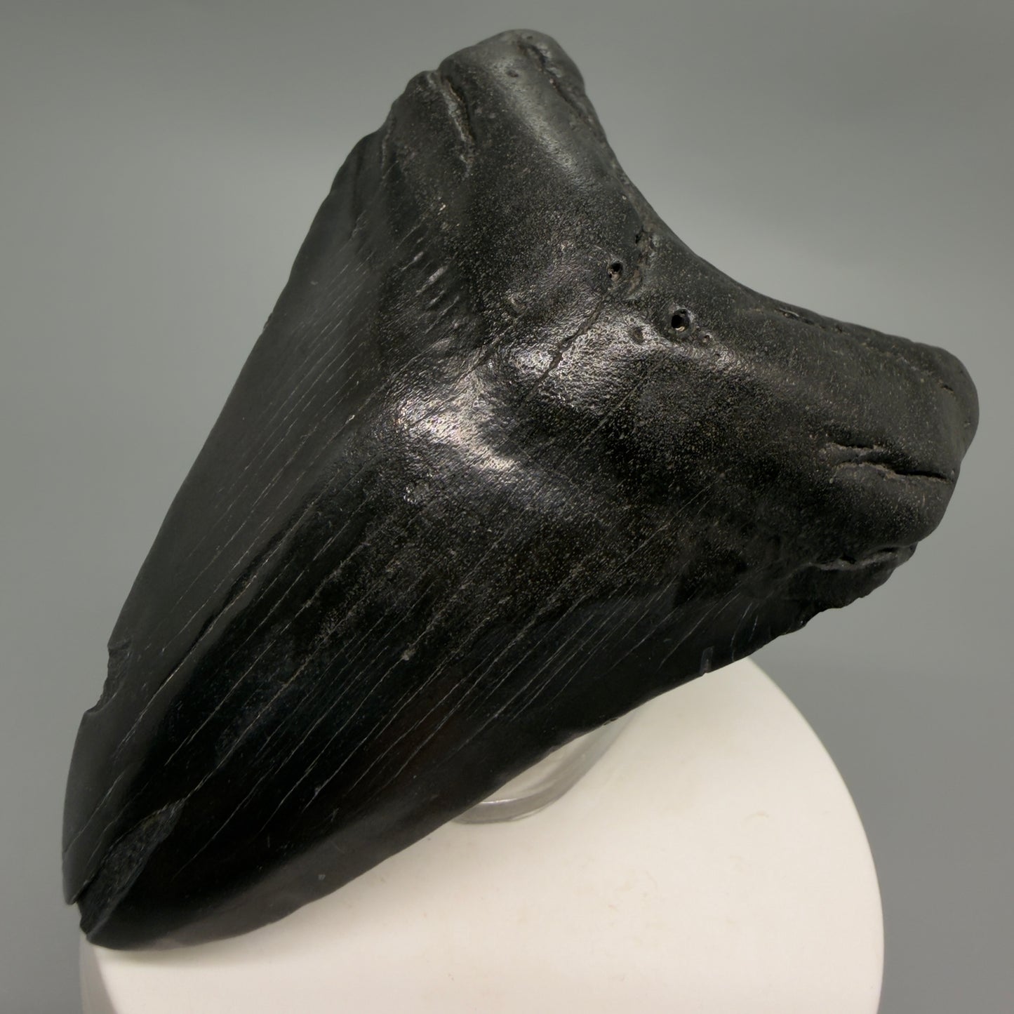 Front Right View Dark colors 3.28" Megalodon Tooth from South Carolina CM6249