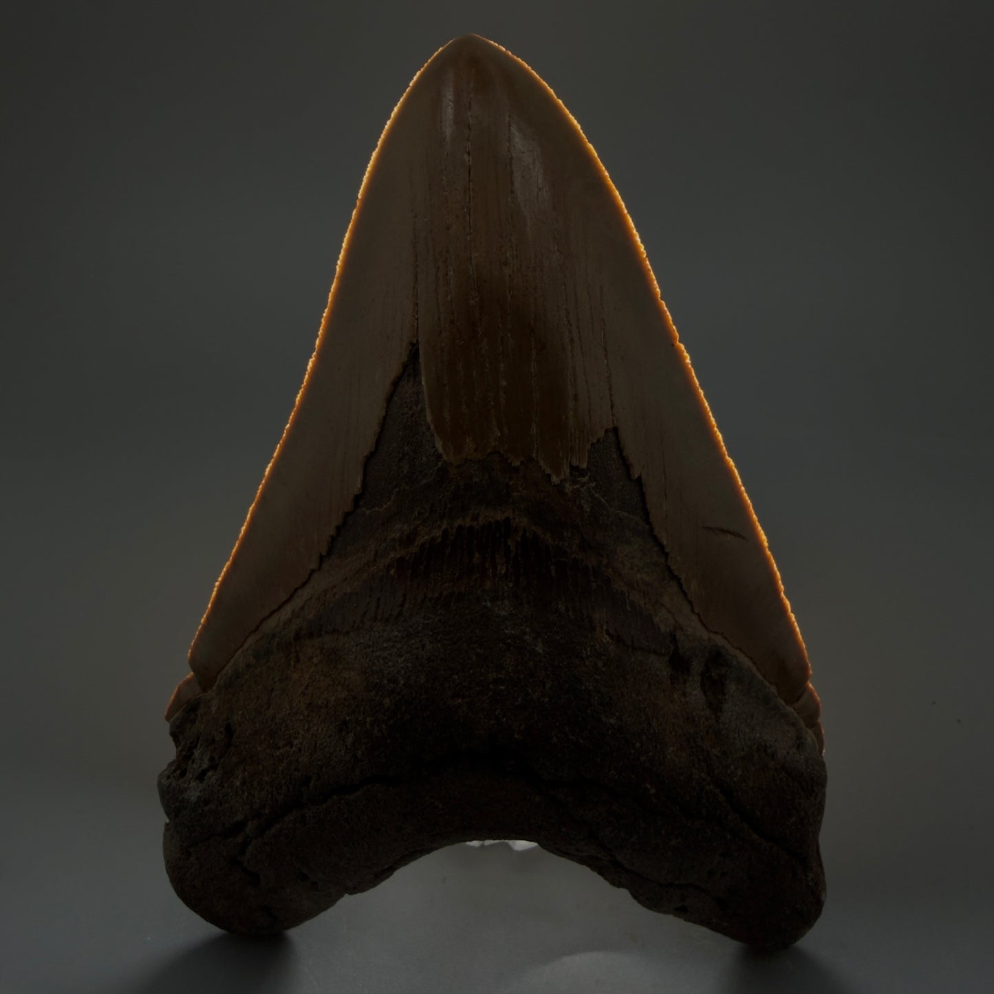 Front View LARGE, serrated 5.46" Fossil Megalodon Tooth - Wilmington North Carolina CM5885 - 1