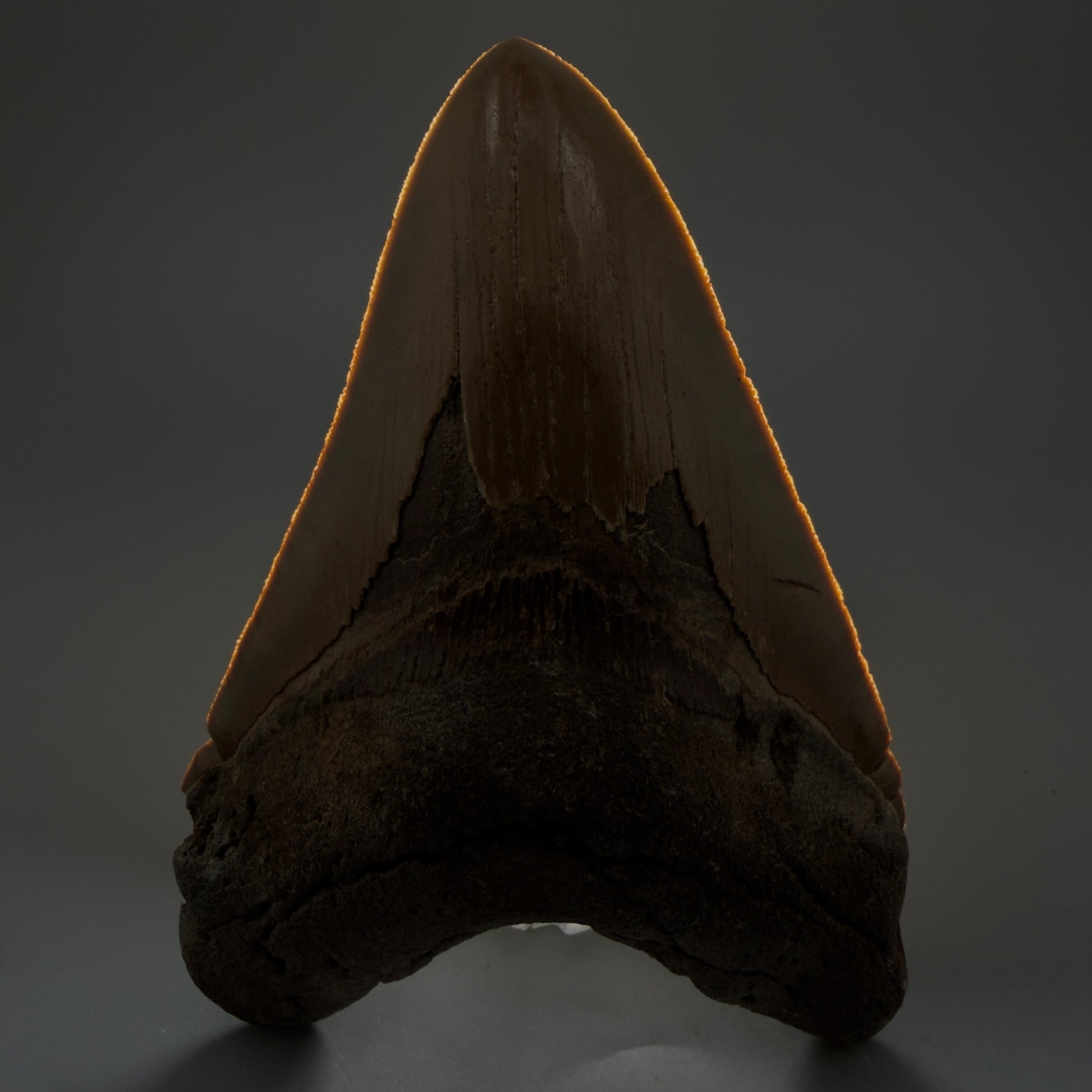 Front View LARGE, serrated 5.46" Fossil Megalodon Tooth - Wilmington North Carolina CM5885 - 1