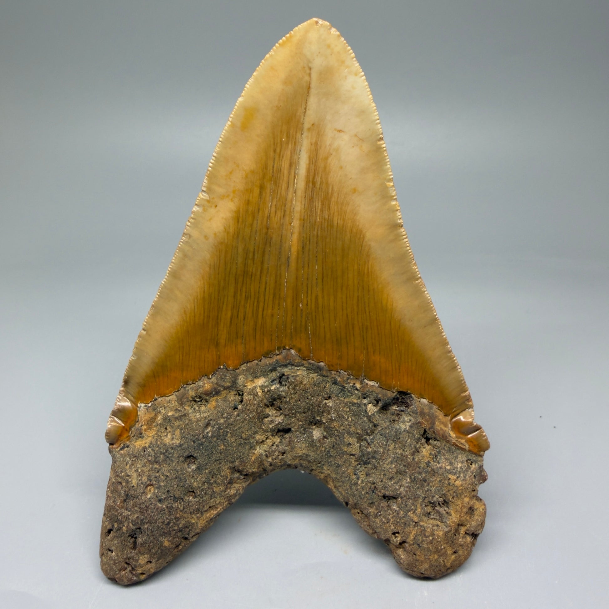 Back View LARGE, serrated 5.46" Fossil Megalodon Tooth - Wilmington North Carolina CM5885