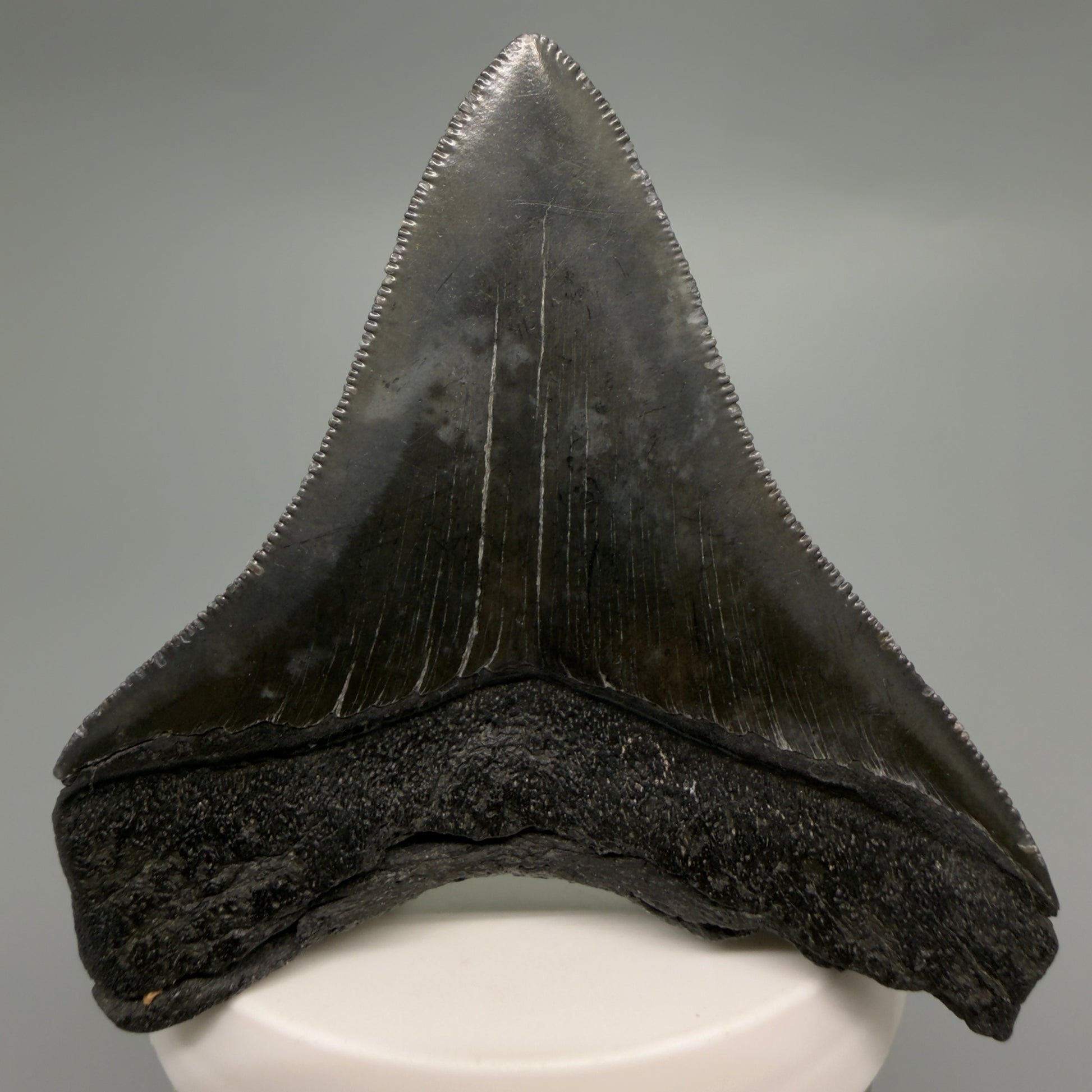 Back View Colorful, sharply serrated 3.07" Fossil Megalodon Tooth from South Carolina CM6247
