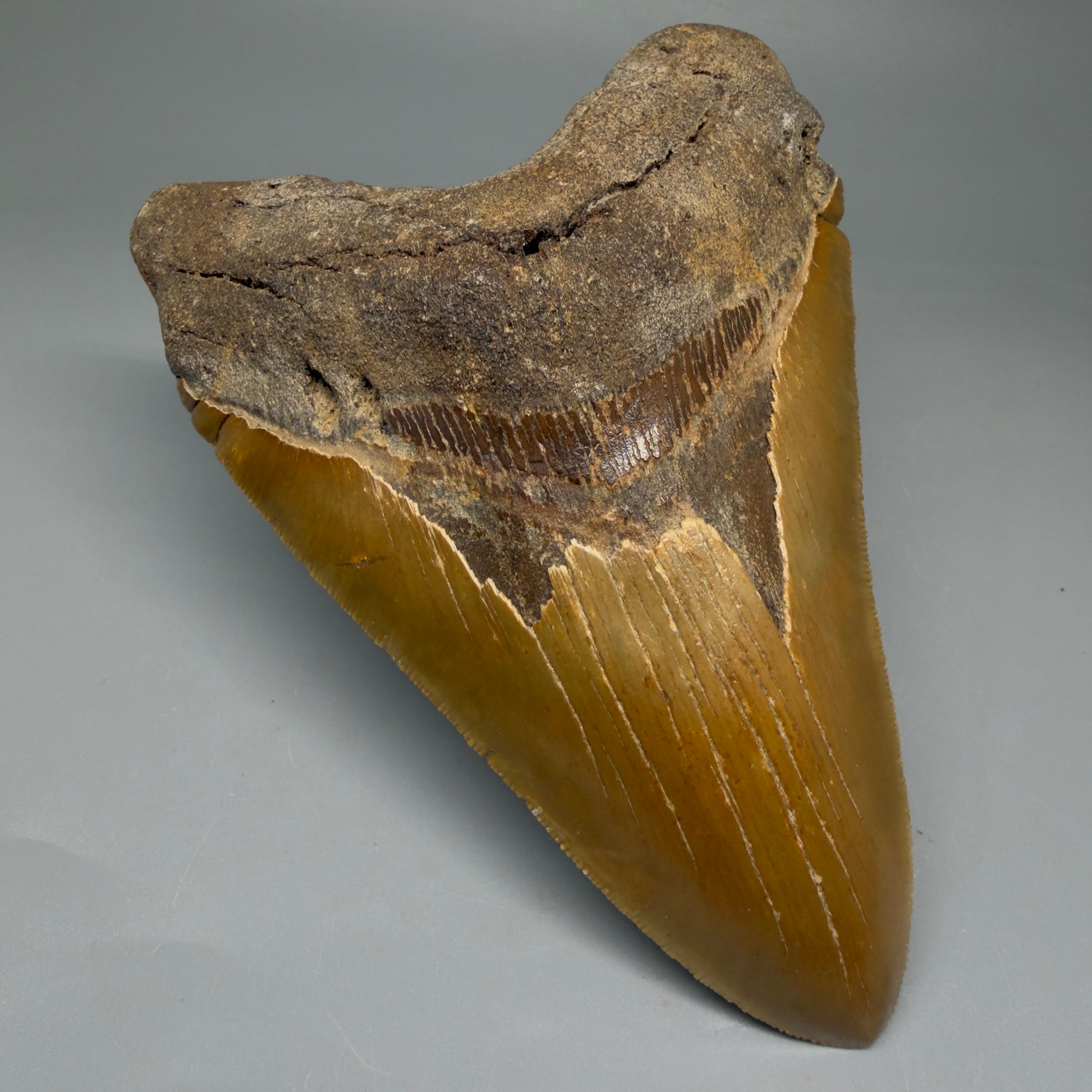 Front Left View LARGE, serrated 5.46" Fossil Megalodon Tooth - Wilmington North Carolina CM5885