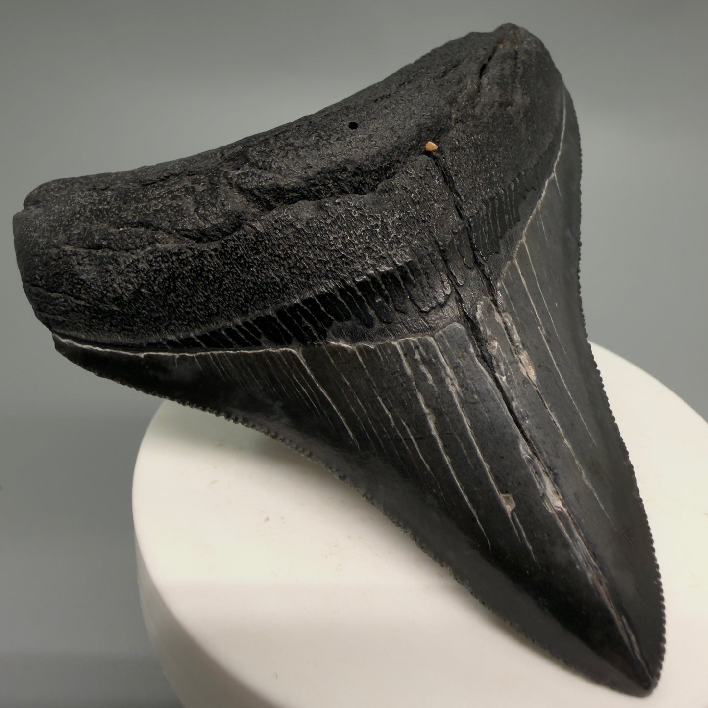 Front Left View Colorful, sharply serrated 3.07" Fossil Megalodon Tooth from South Carolina CM6247