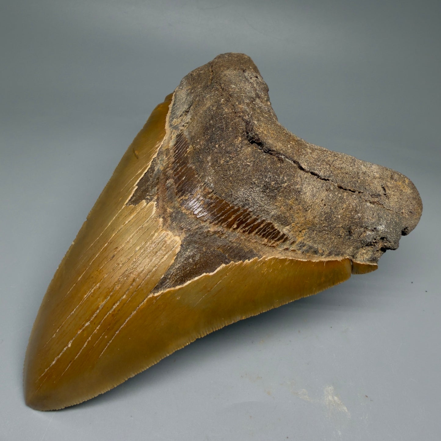 Front Right View LARGE, serrated 5.46" Fossil Megalodon Tooth - Wilmington North Carolina CM5885