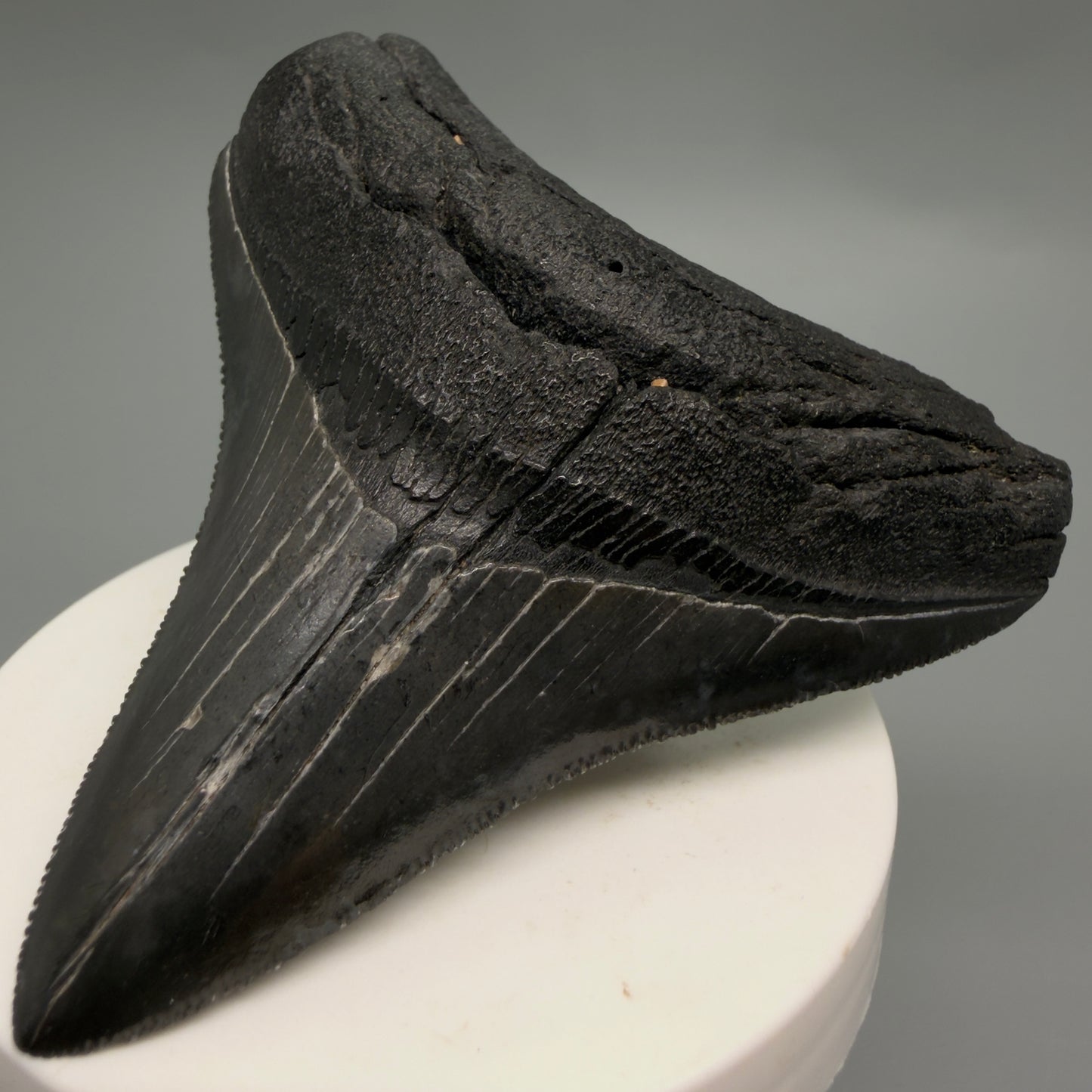 Front Right View Colorful, sharply serrated 3.07" Fossil Megalodon Tooth from South Carolina CM6247