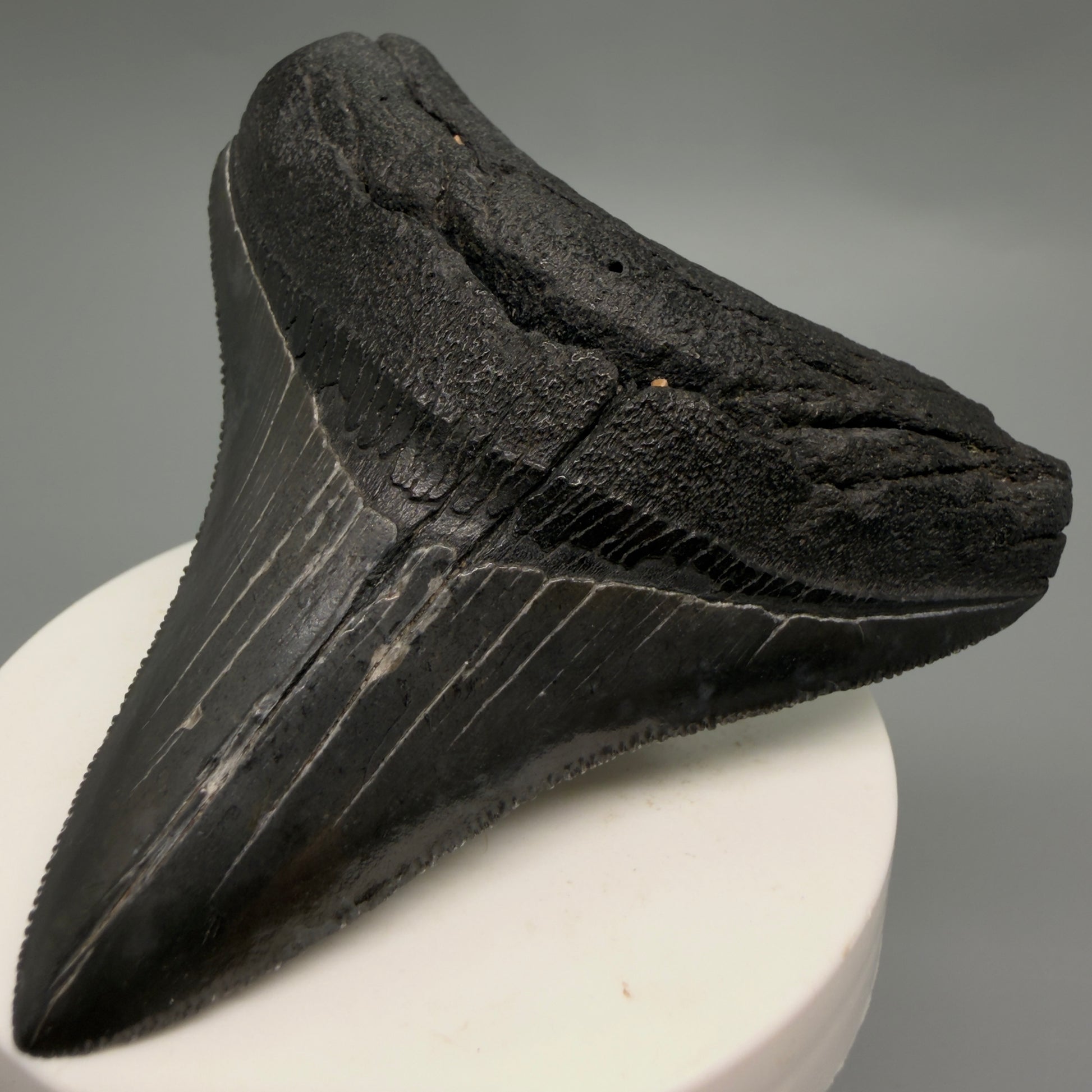 Front Right View Colorful, sharply serrated 3.07" Fossil Megalodon Tooth from South Carolina CM6247