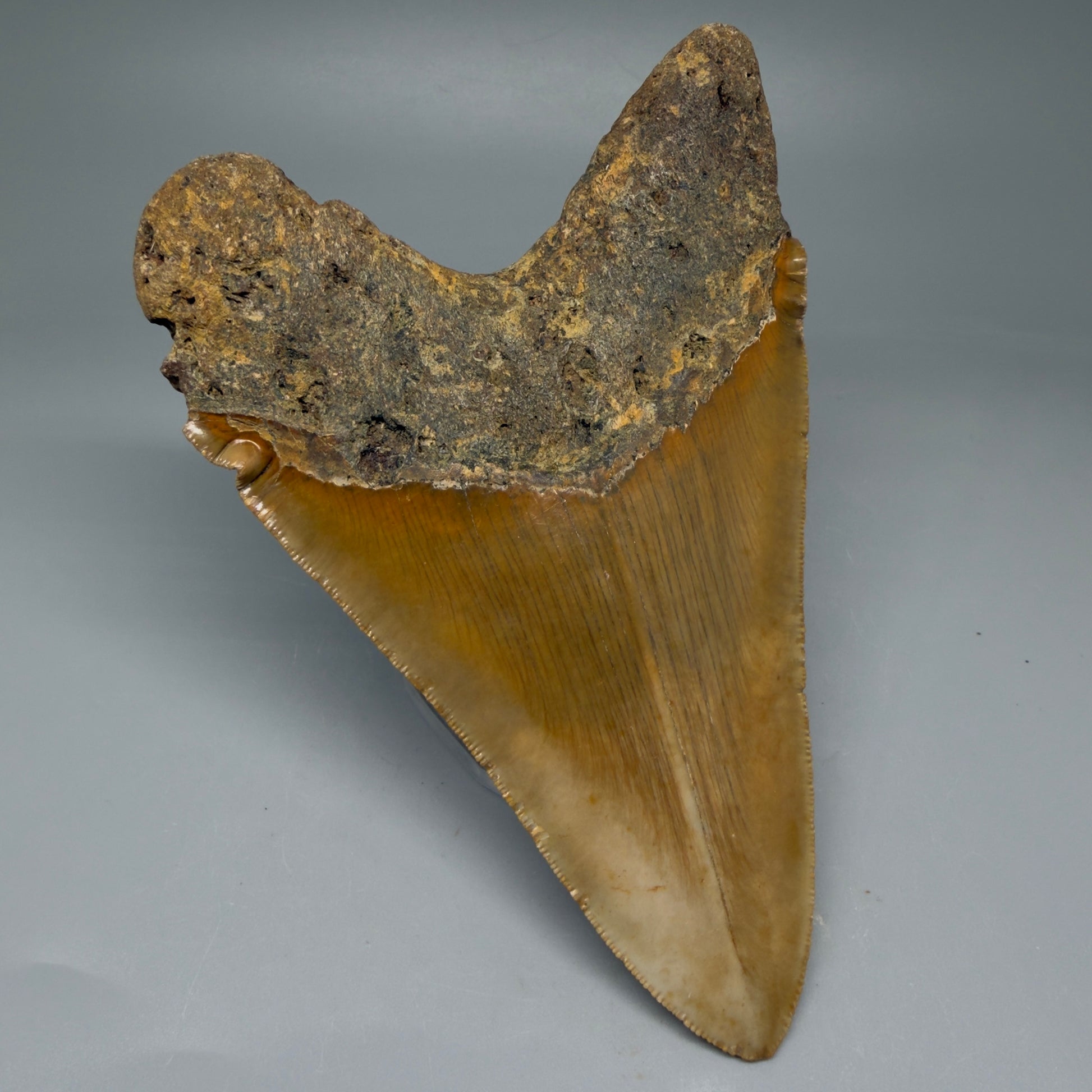 Back Left View LARGE, serrated 5.46" Fossil Megalodon Tooth - Wilmington North Carolina CM5885