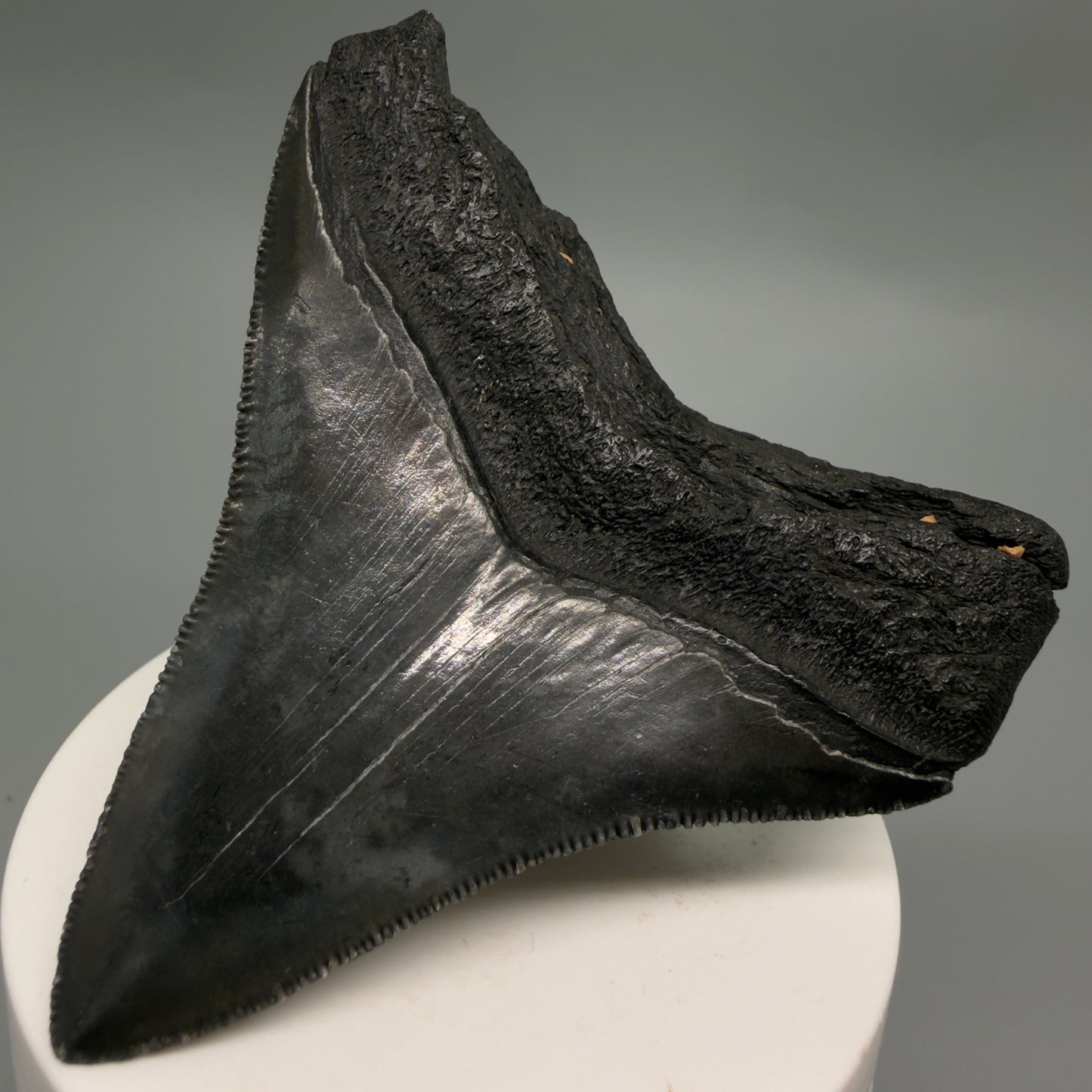 Back Right View Colorful, sharply serrated 3.07" Fossil Megalodon Tooth from South Carolina CM6247