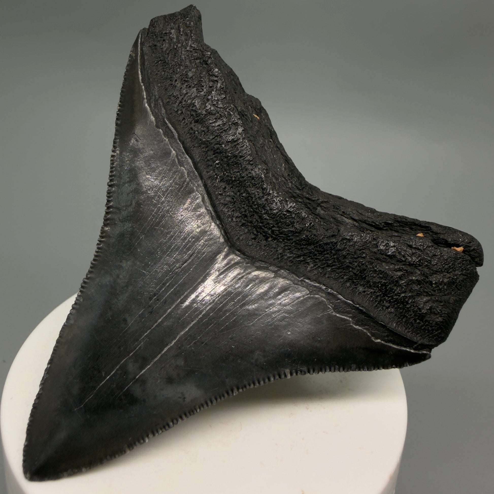 Back Right View Colorful, sharply serrated 3.07" Fossil Megalodon Tooth from South Carolina CM6247