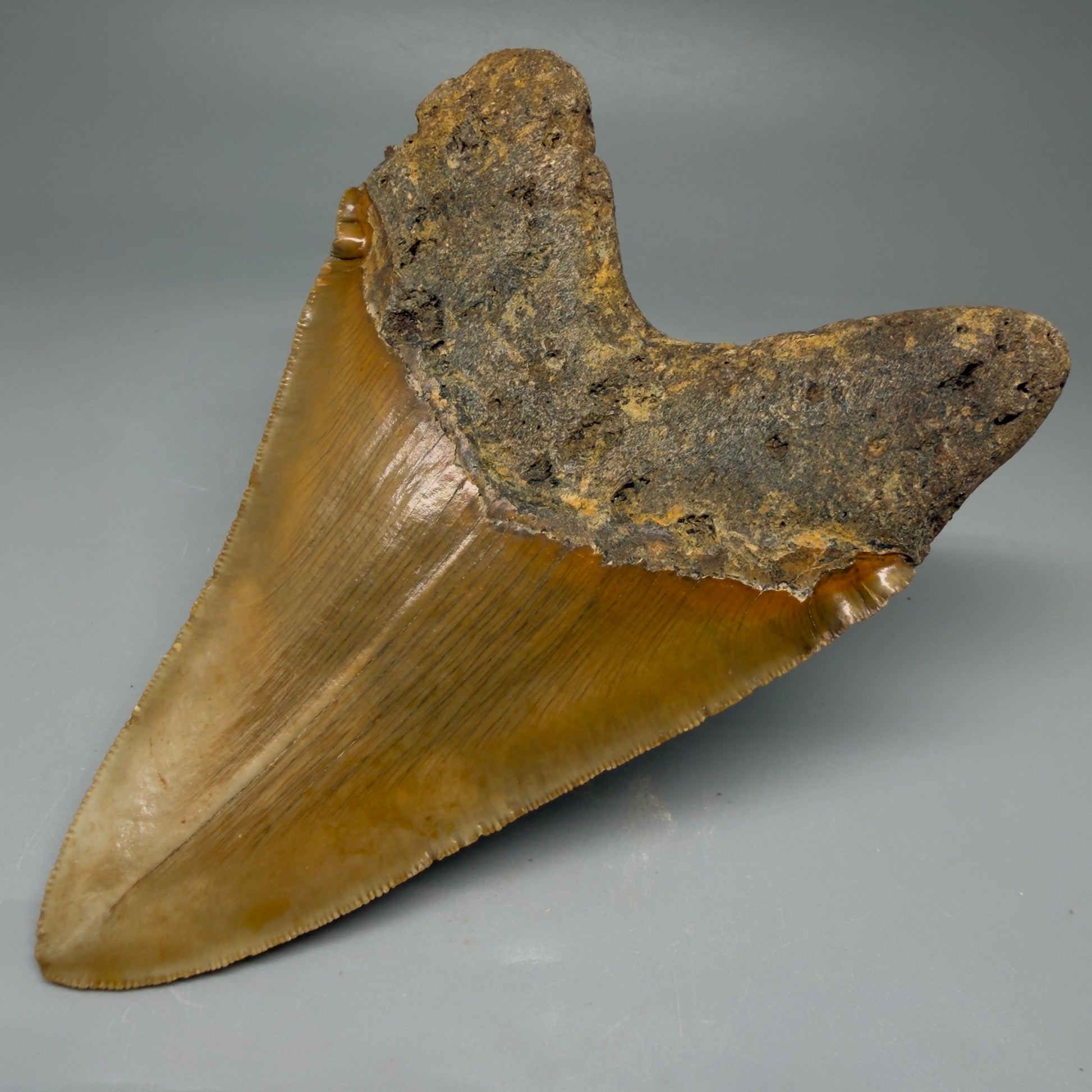 Back Right View LARGE, serrated 5.46" Fossil Megalodon Tooth - Wilmington North Carolina CM5885