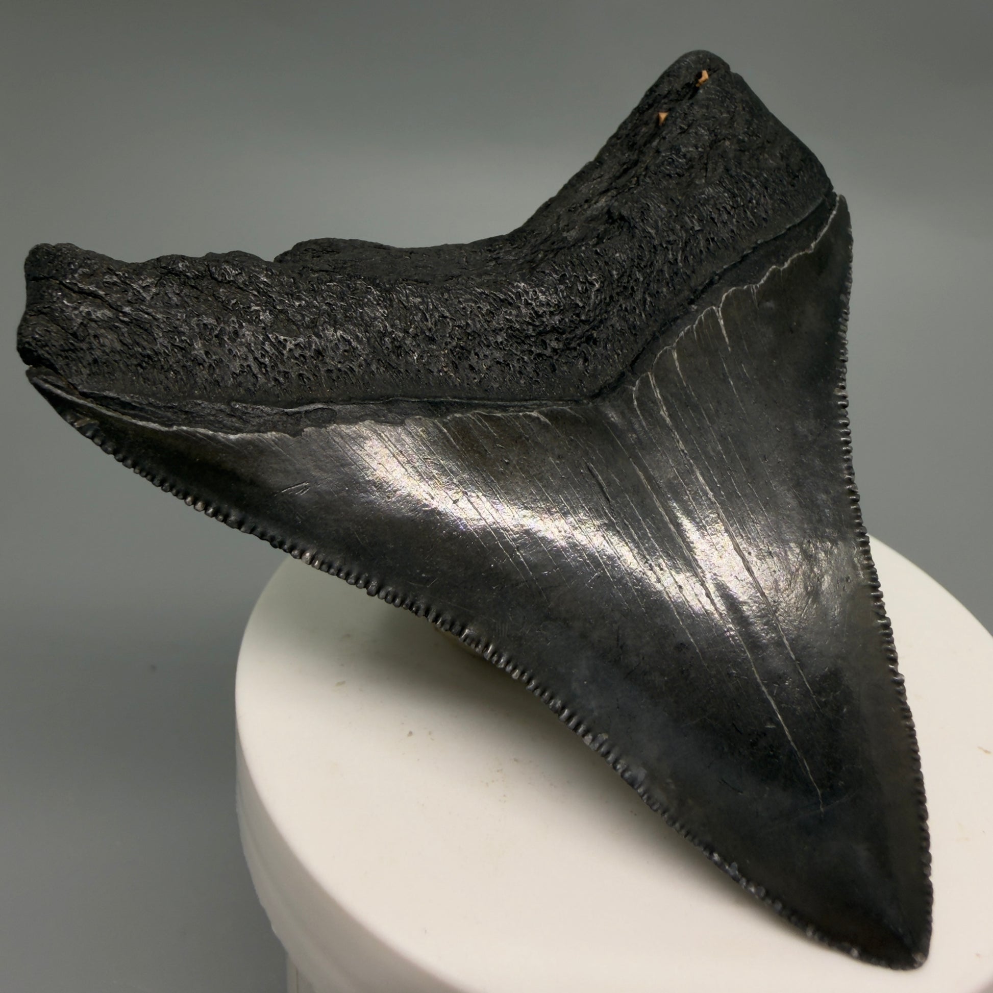 Back Left View Colorful, sharply serrated 3.07" Fossil Megalodon Tooth from South Carolina CM6247