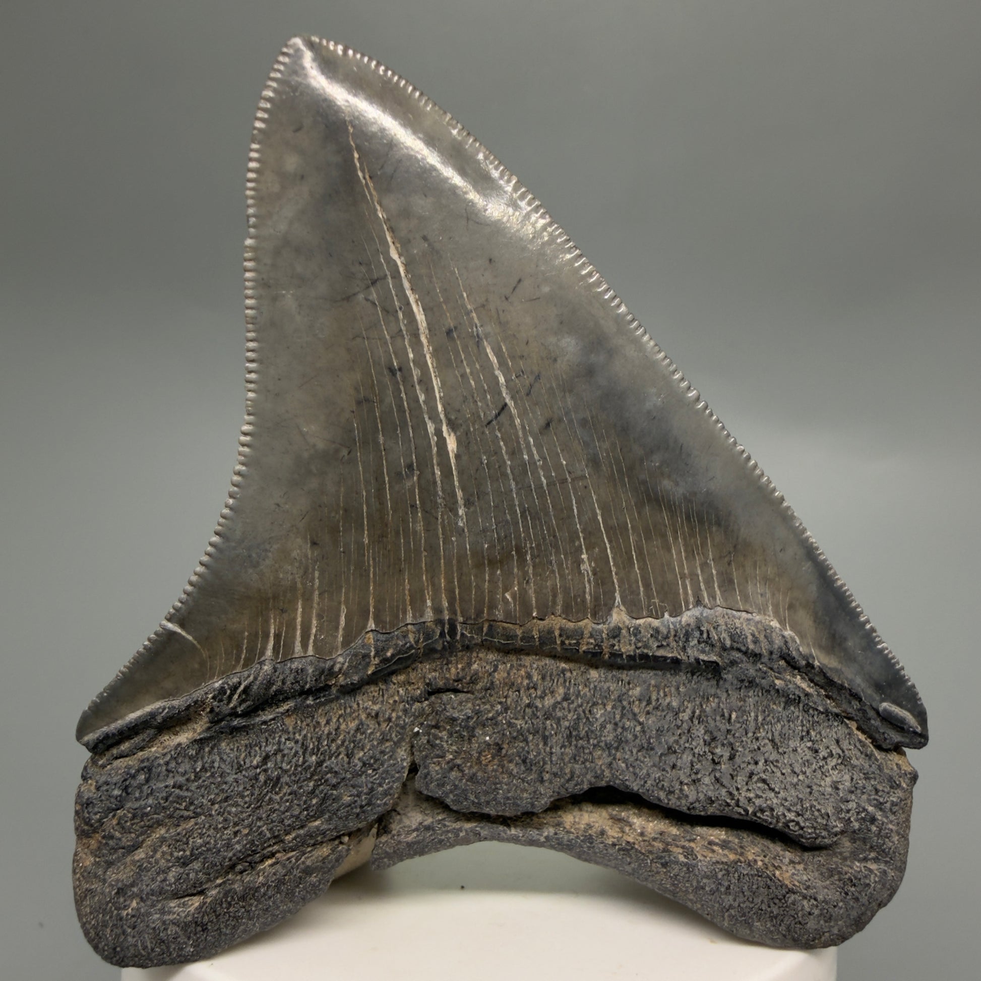 Back View Colorful, sharply serrated 3.29" Fossil Megalodon Tooth from South Carolina CM6248